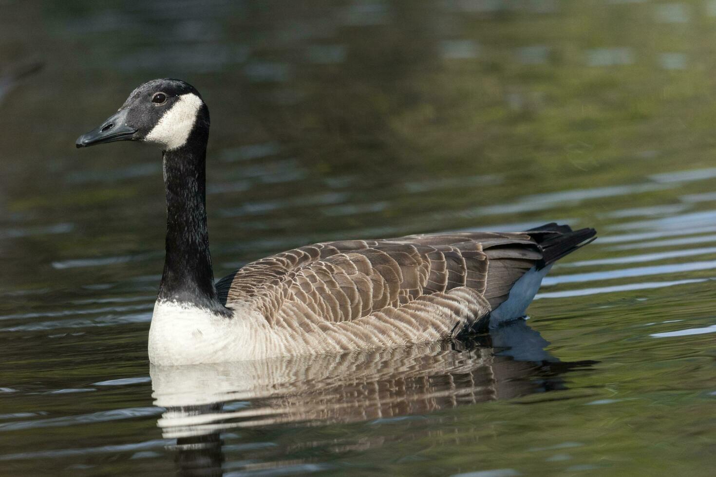 Canada Goose in Australasia photo