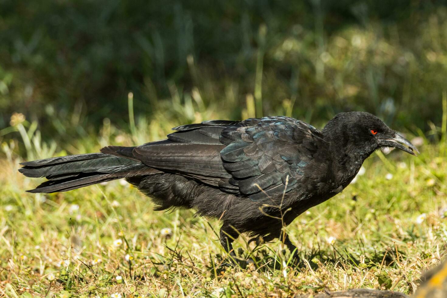 White-winged Chough in Australia photo