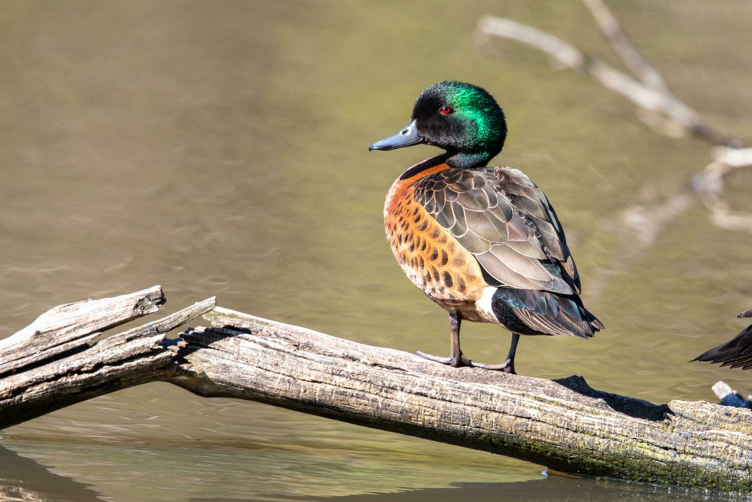 Chestnut Teal in Australia photo