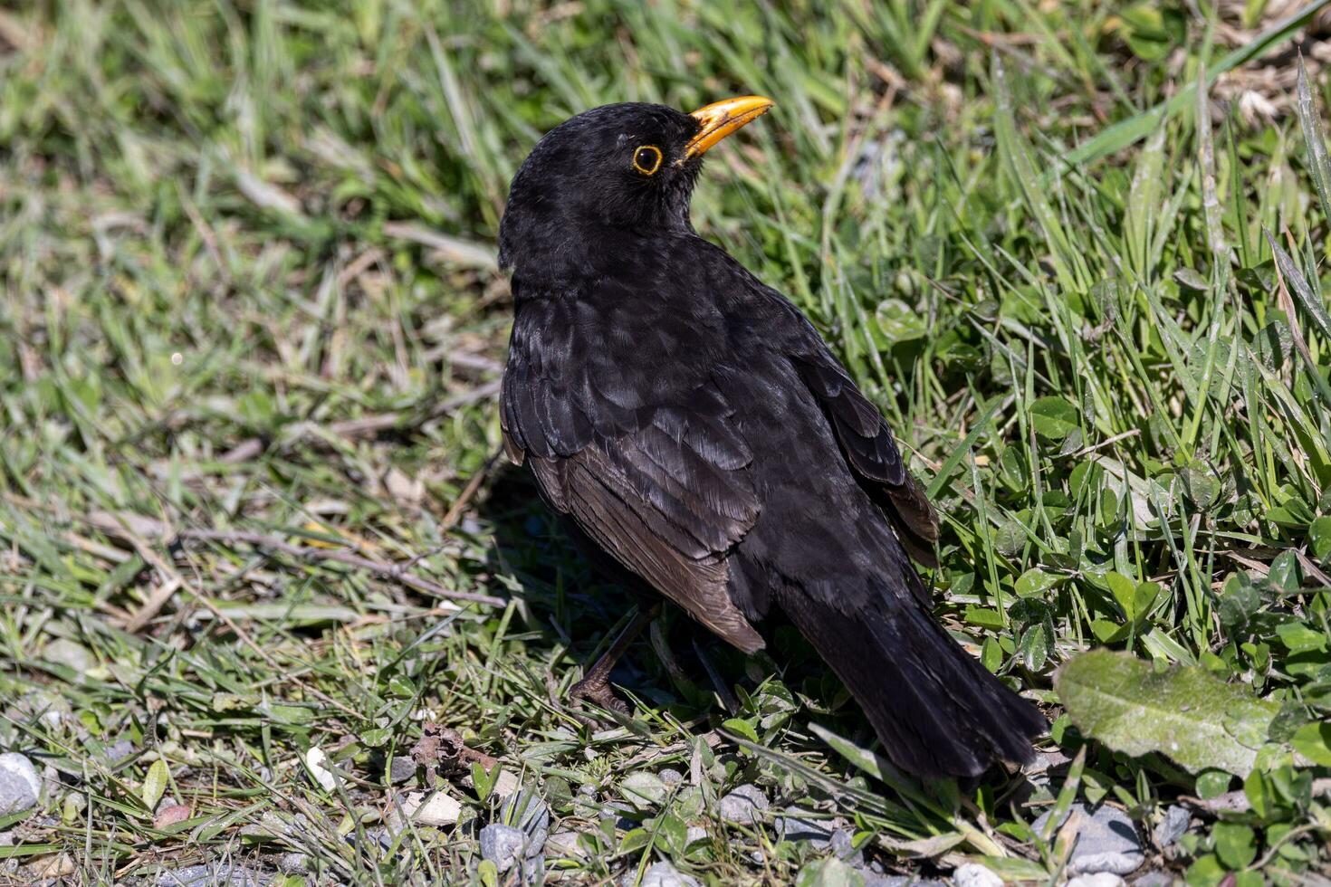 European Blackbird in Australasia photo