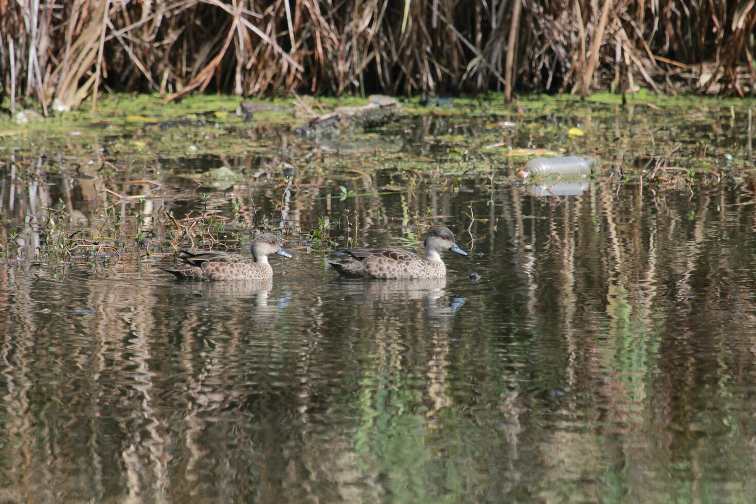 Grey Teal in Australasia photo
