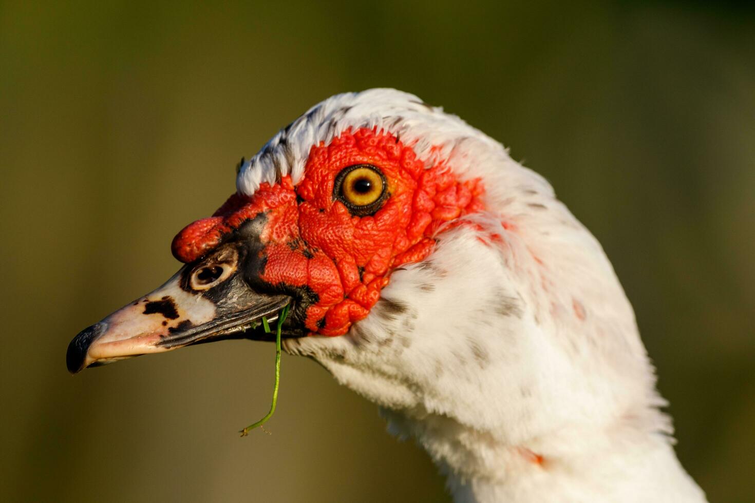 Muscovy Duck in Australasia photo