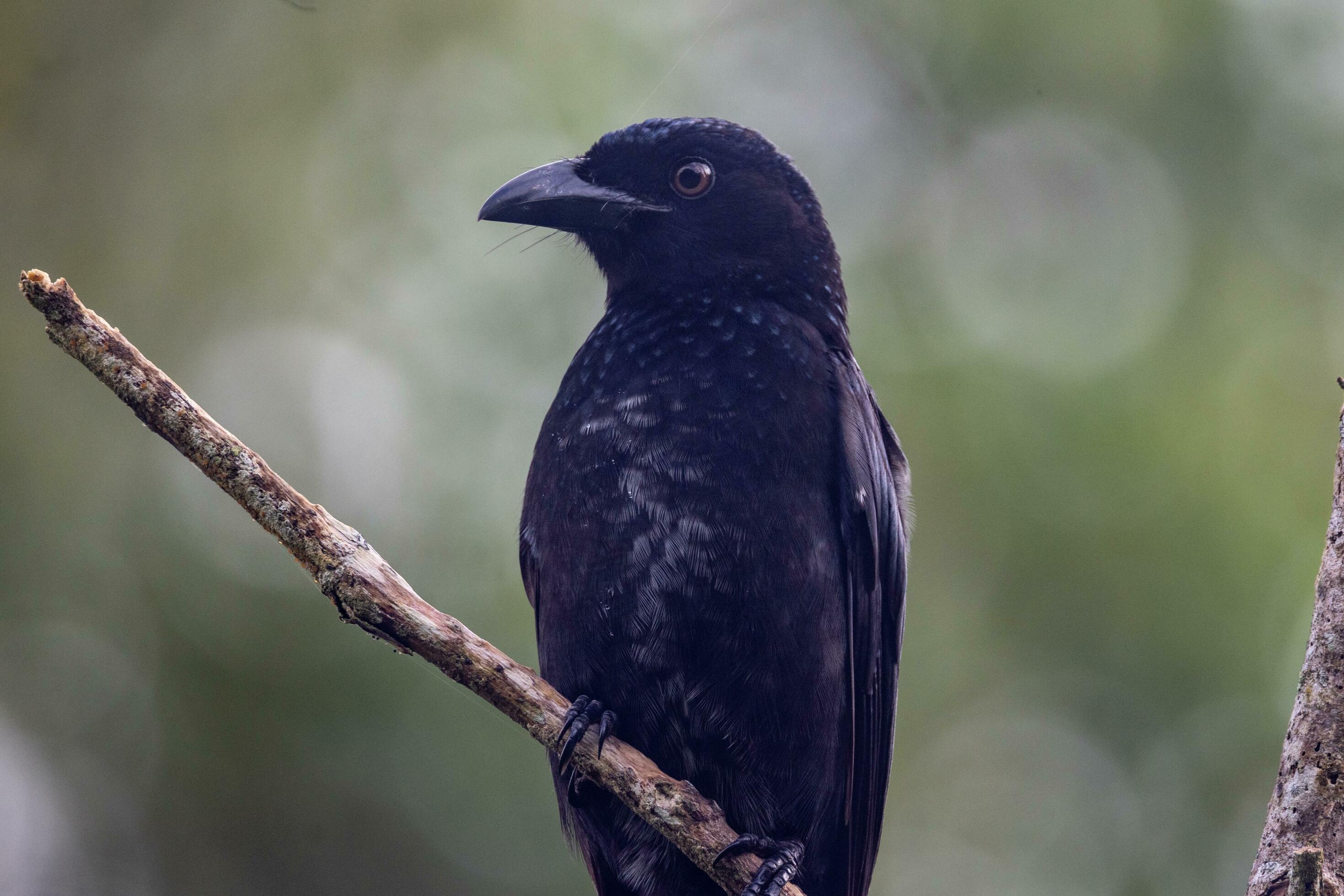 Spangled Drongo in Australia 24737068 Stock Photo at Vecteezy