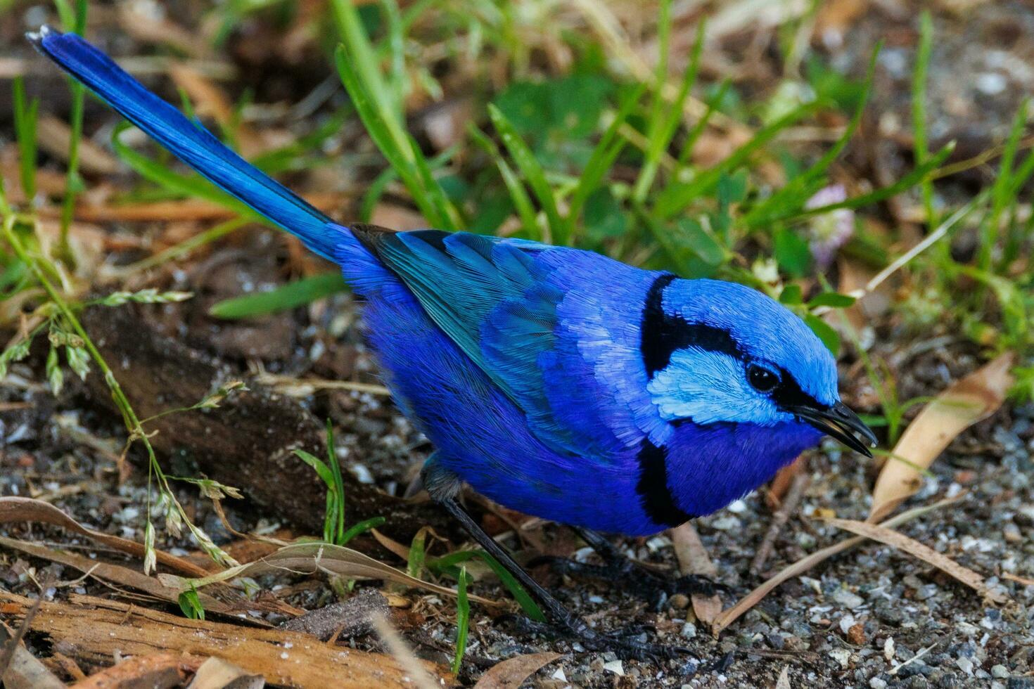 Splendid Fairywren in Australia photo