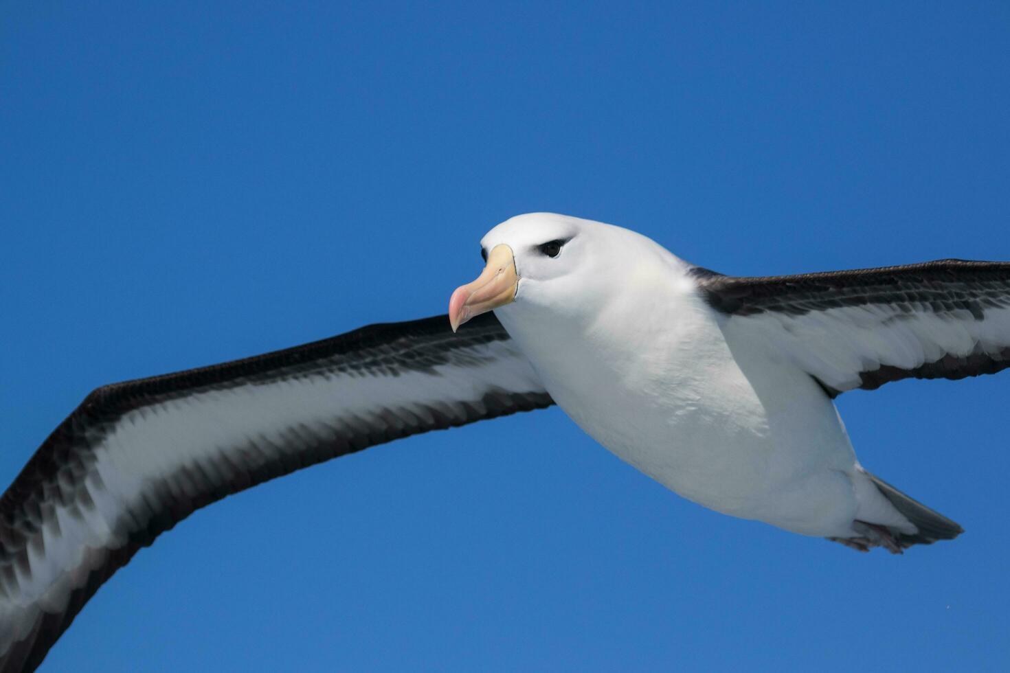 Black-browed Albatross in Australasia photo