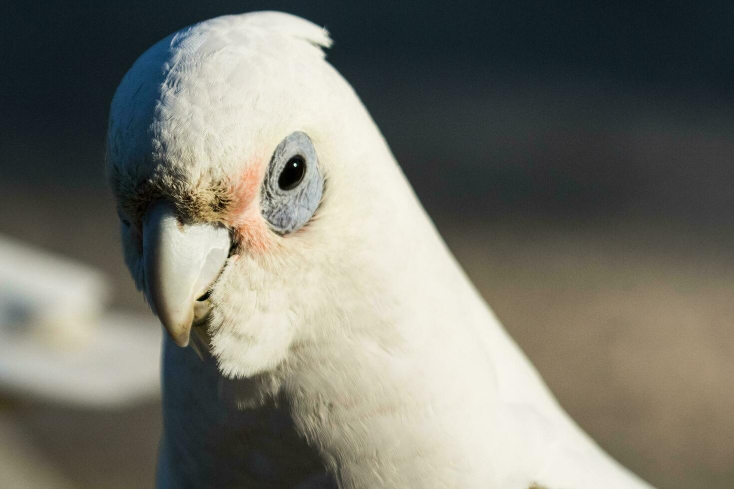 Little Corella in Australia photo