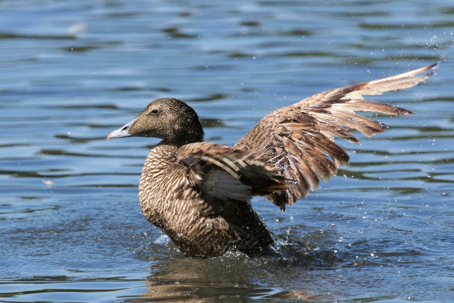 Common Eider in England photo