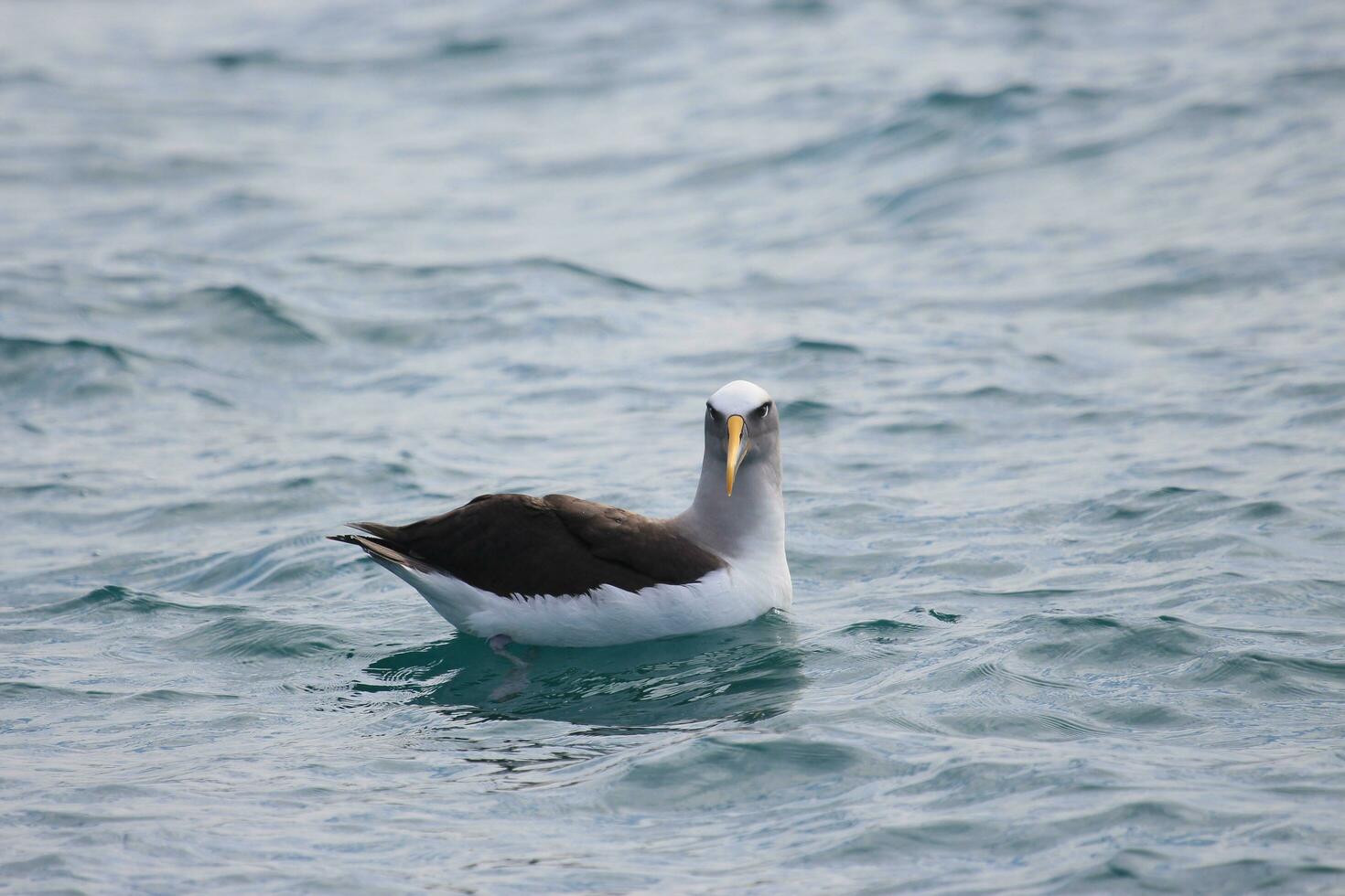 Buller's Mollymawk in New Zealand photo