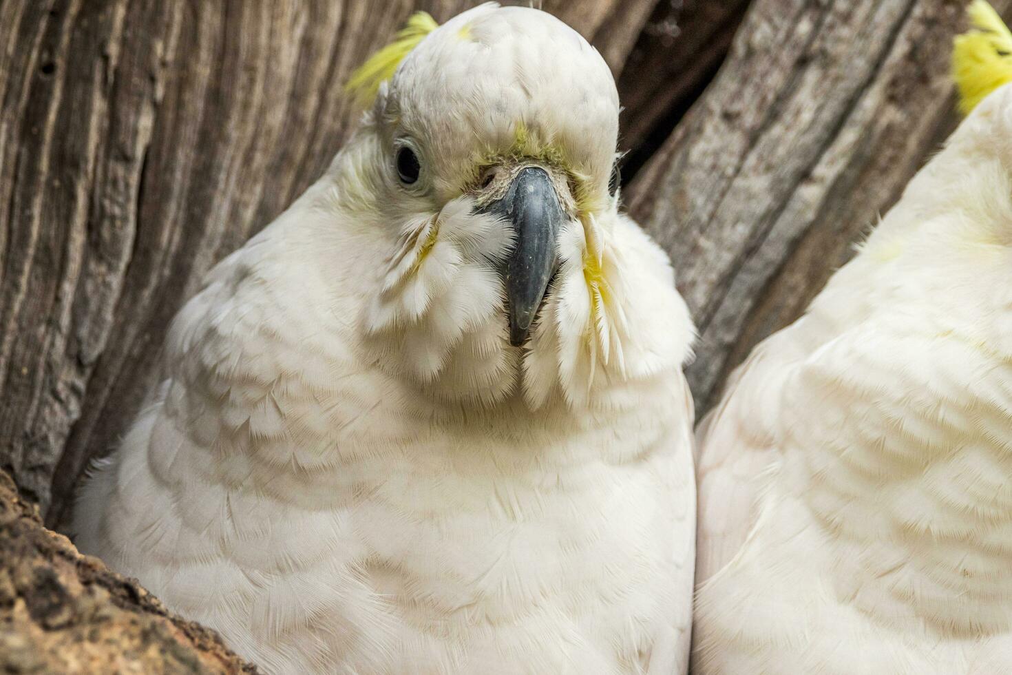 con cresta de azufre cacatúa en Australia foto