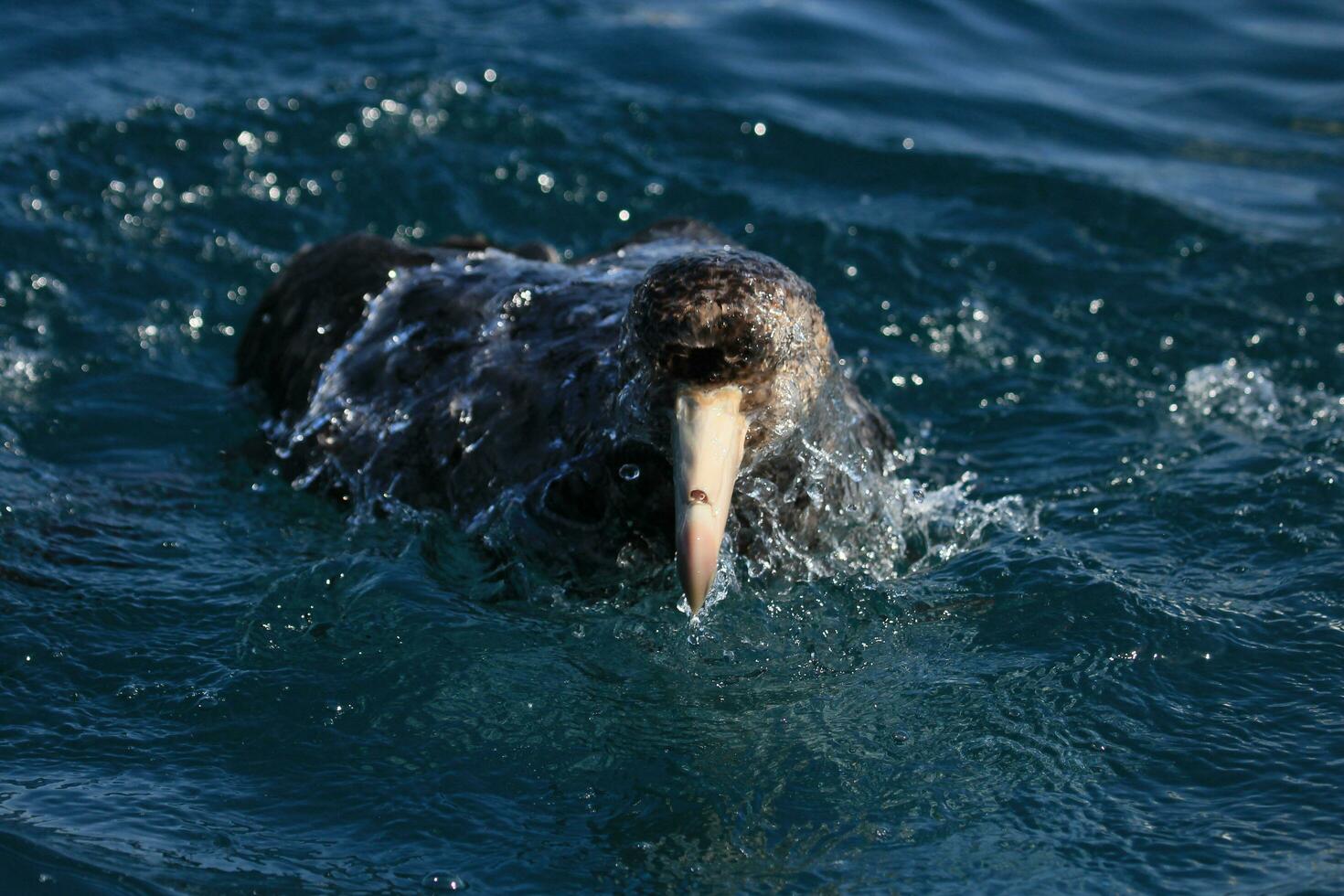 Northern Giant Petrel photo