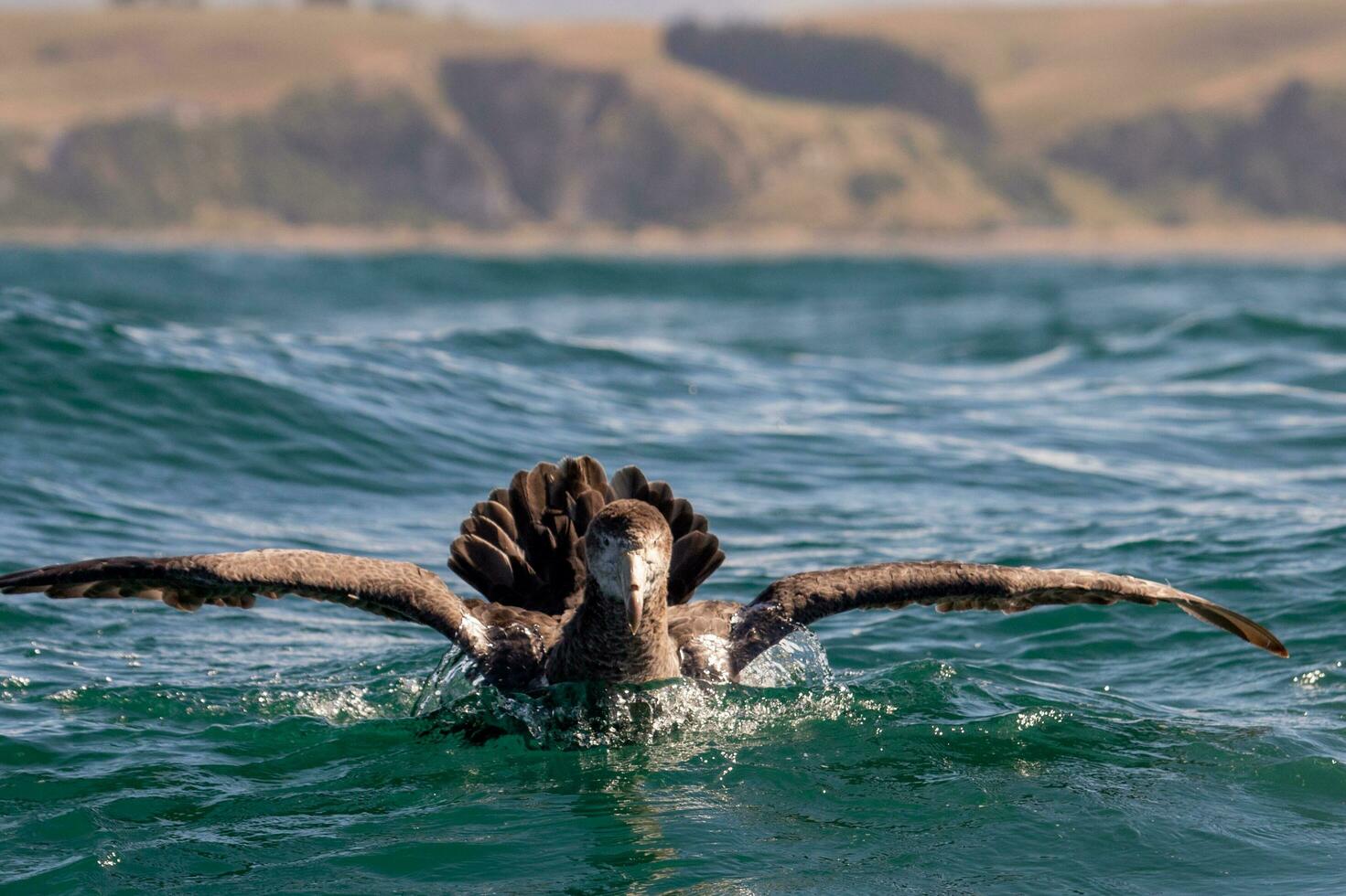 Northern Giant Petrel 24737191 Stock Photo at Vecteezy