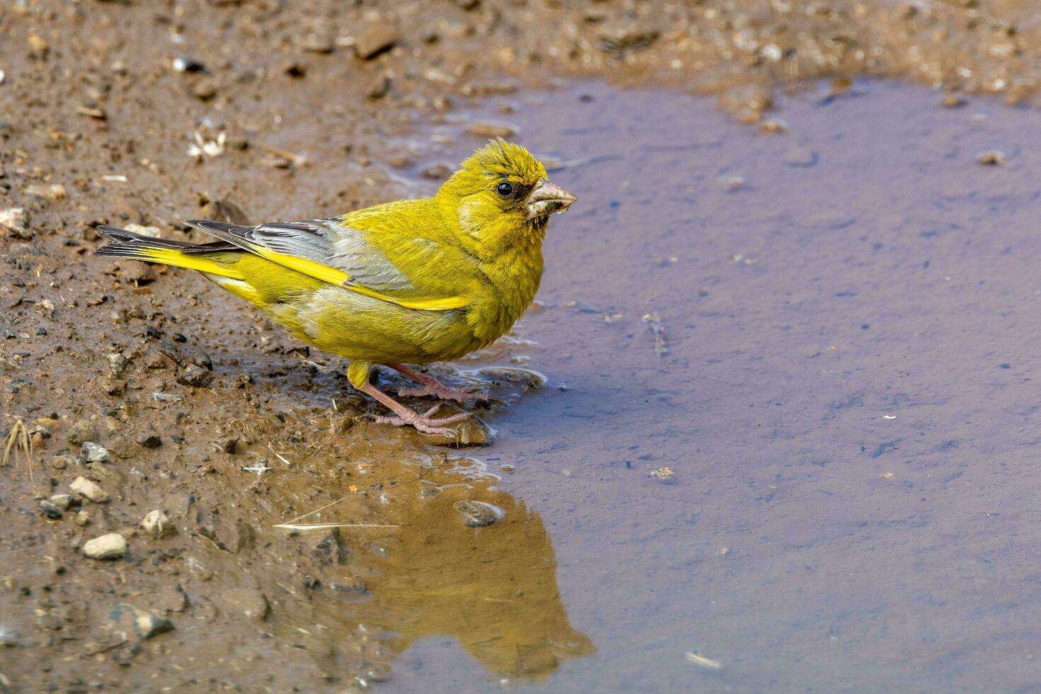 europeo finchada verde pájaro foto