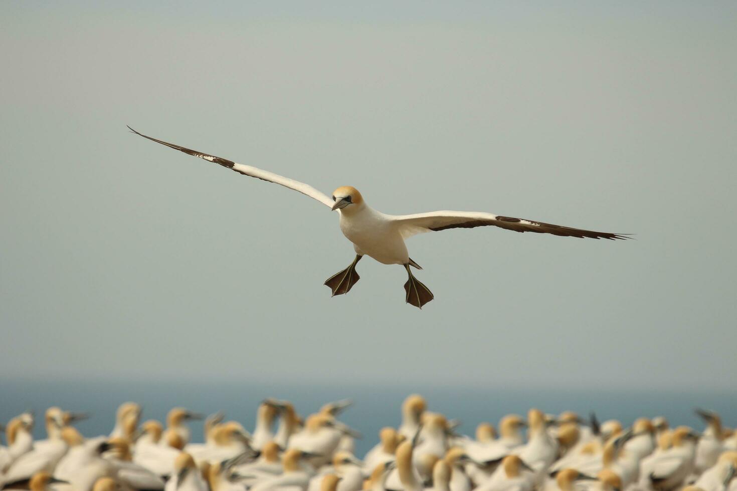 australasiano gannet en australasia foto