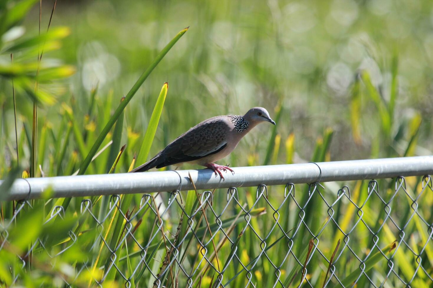 Spotted Dove in Australia photo