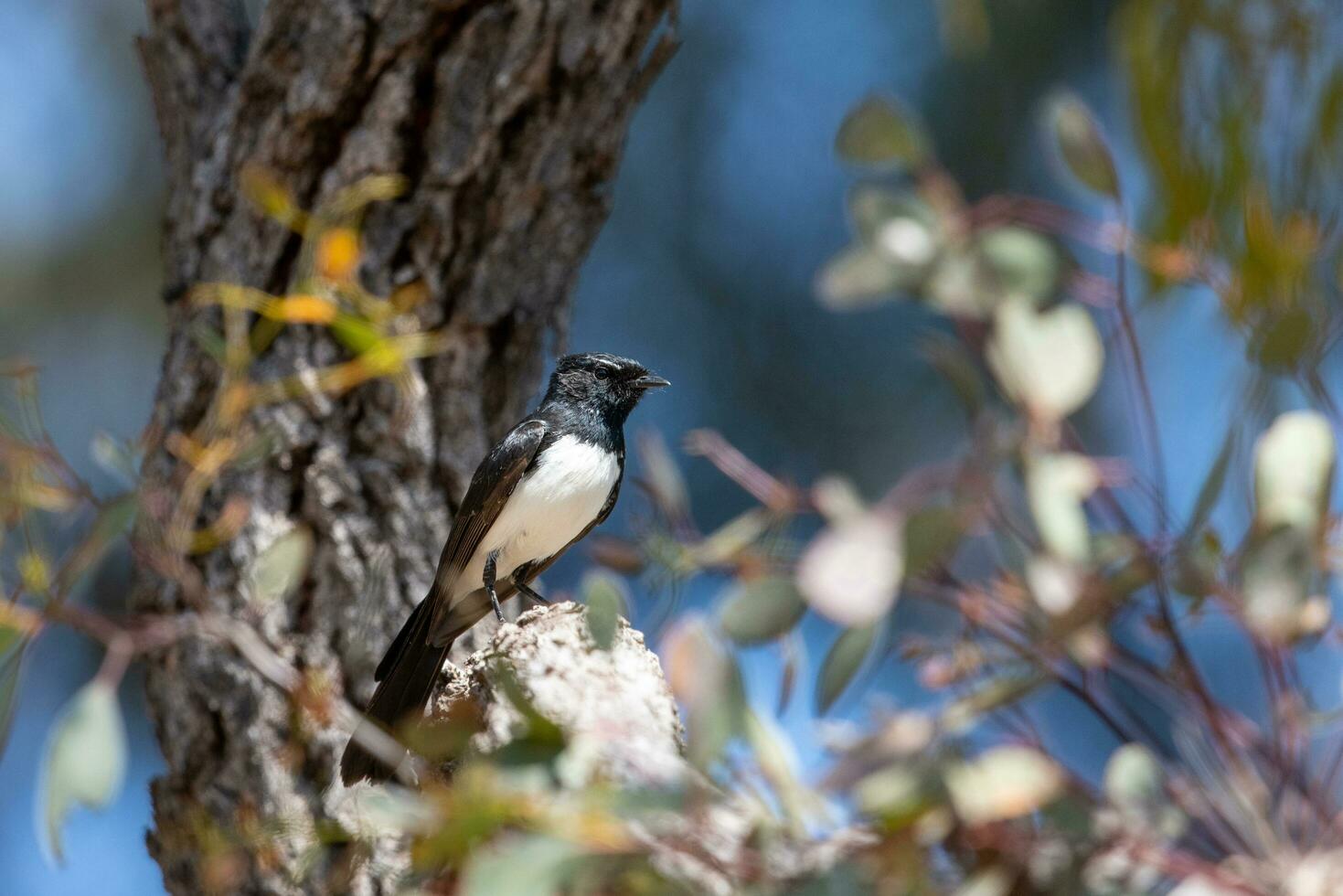 Willy Wagtail in Australia photo