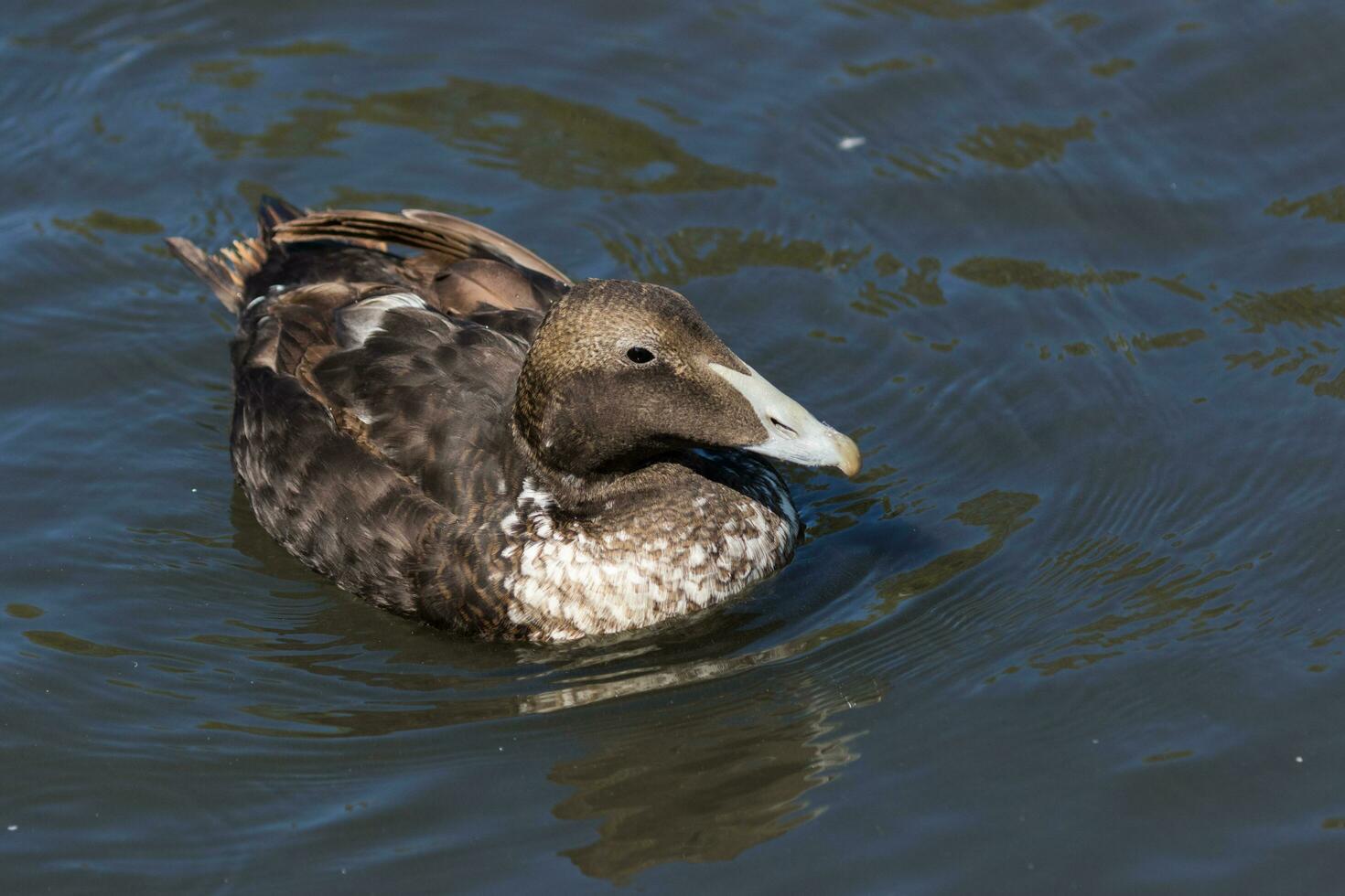 común eider en Inglaterra foto