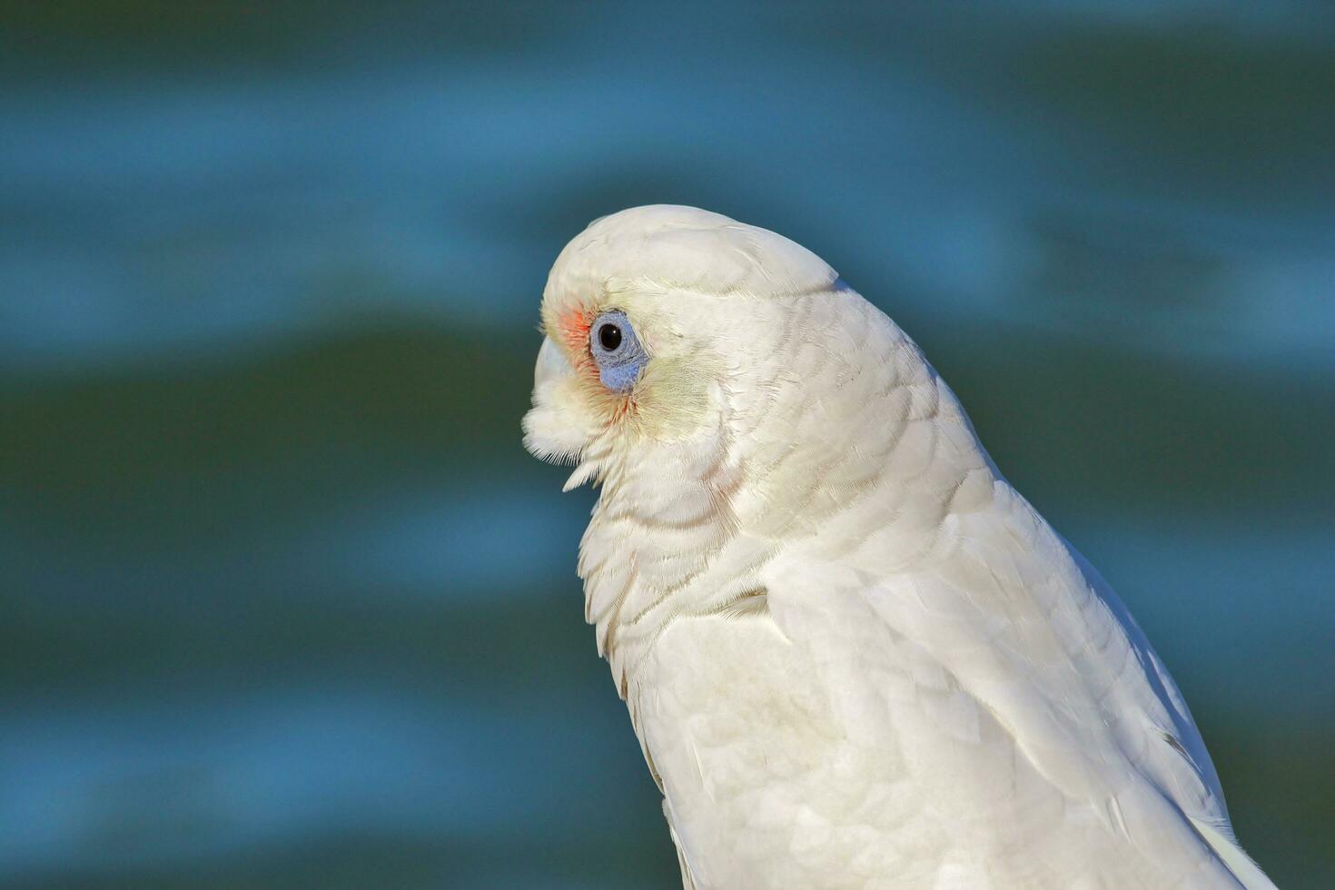 Little Corella in Australia photo