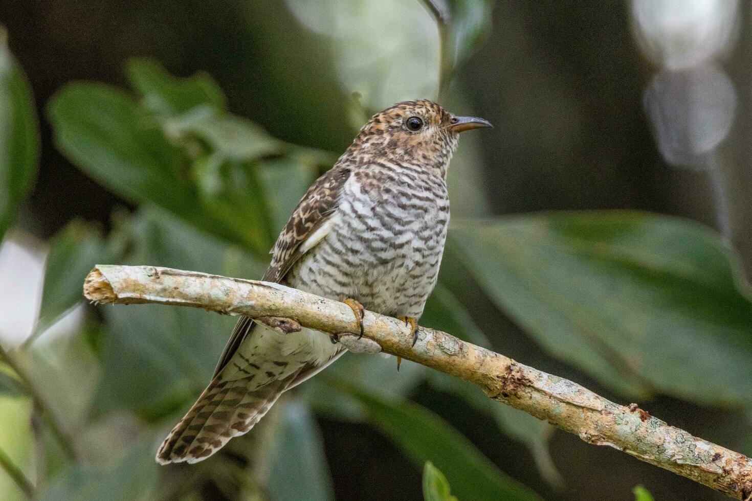 Brush Cuckoo in Australia photo