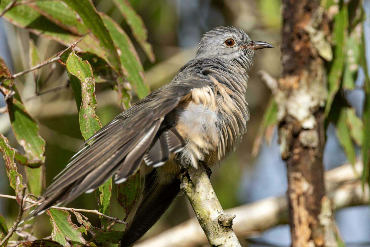 Brush Cuckoo in Australia photo