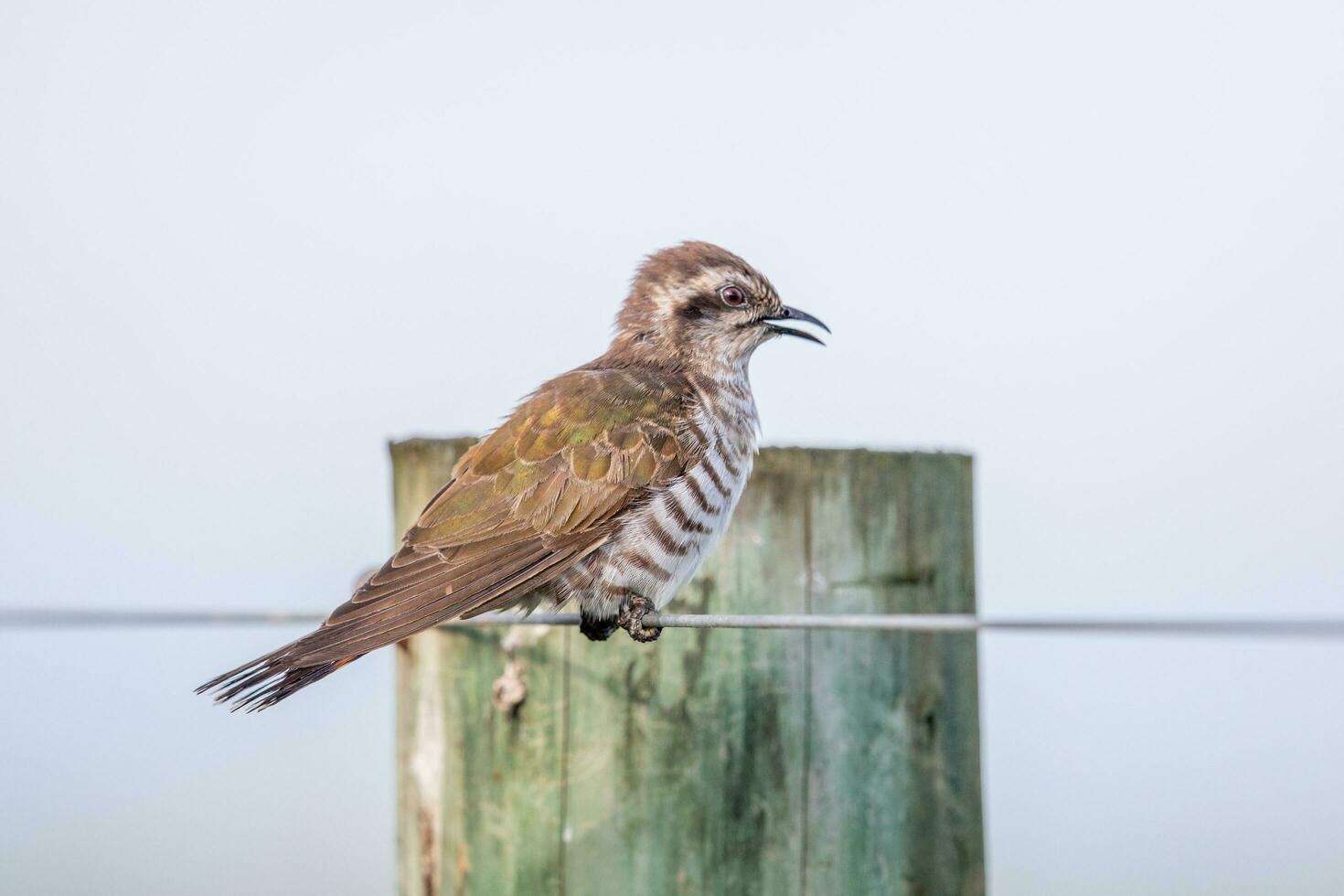 Horsfield's Bronze Cuckoo in Australia photo