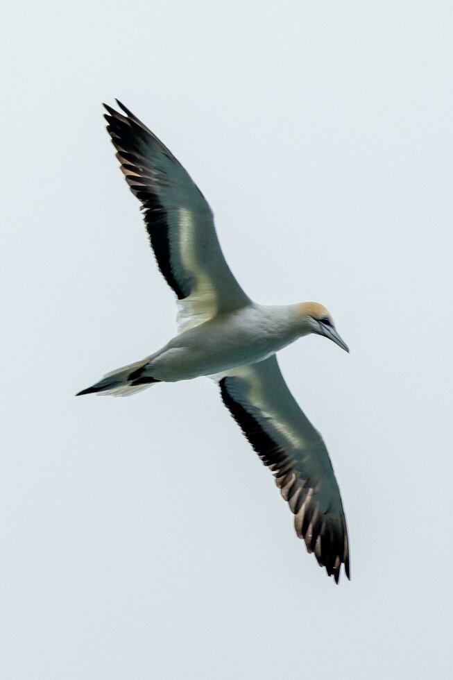 Australasian Gannet in Australasia photo