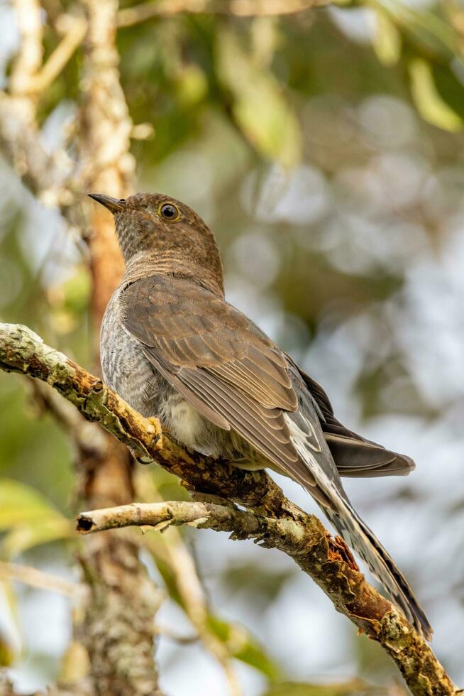 Brush Cuckoo in Australia photo