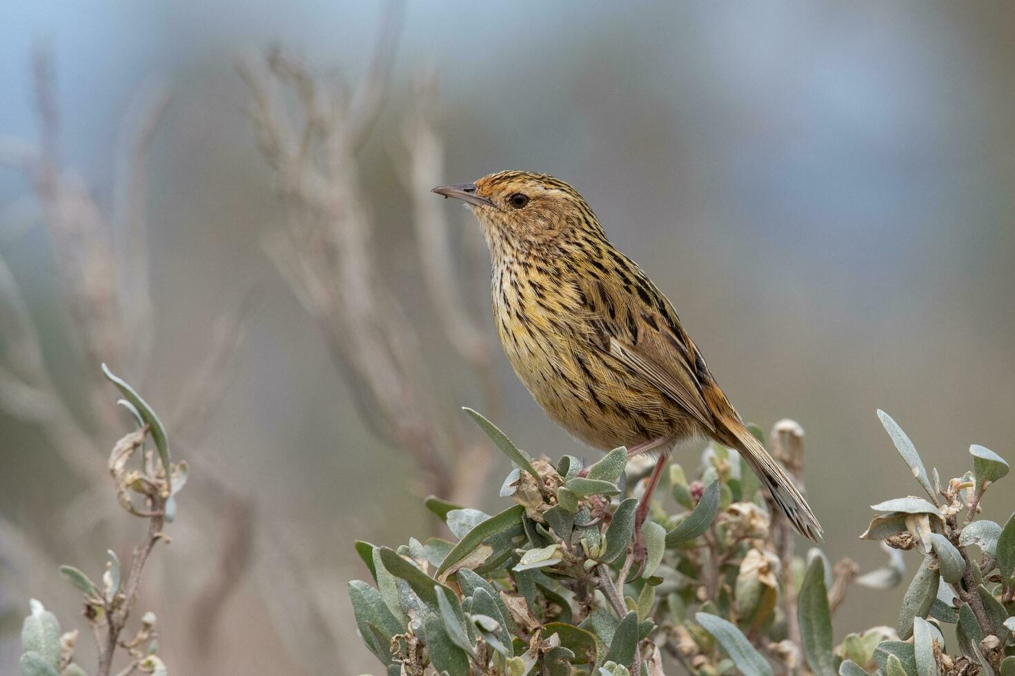 Striated Fieldwren in Australia photo