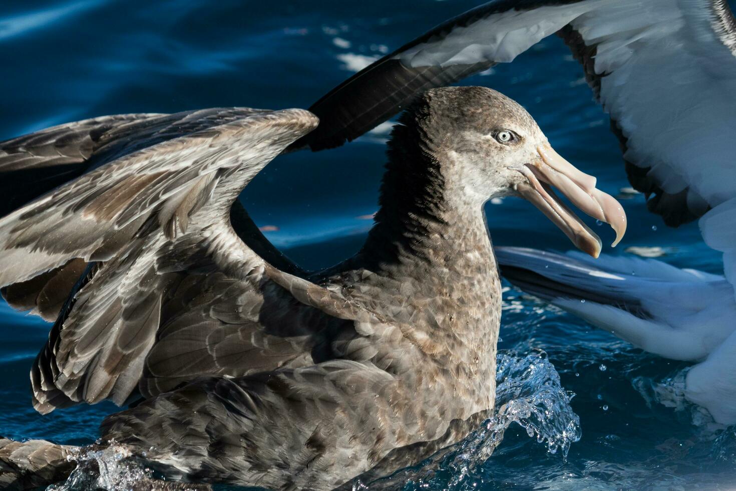 Northern Giant Petrel photo
