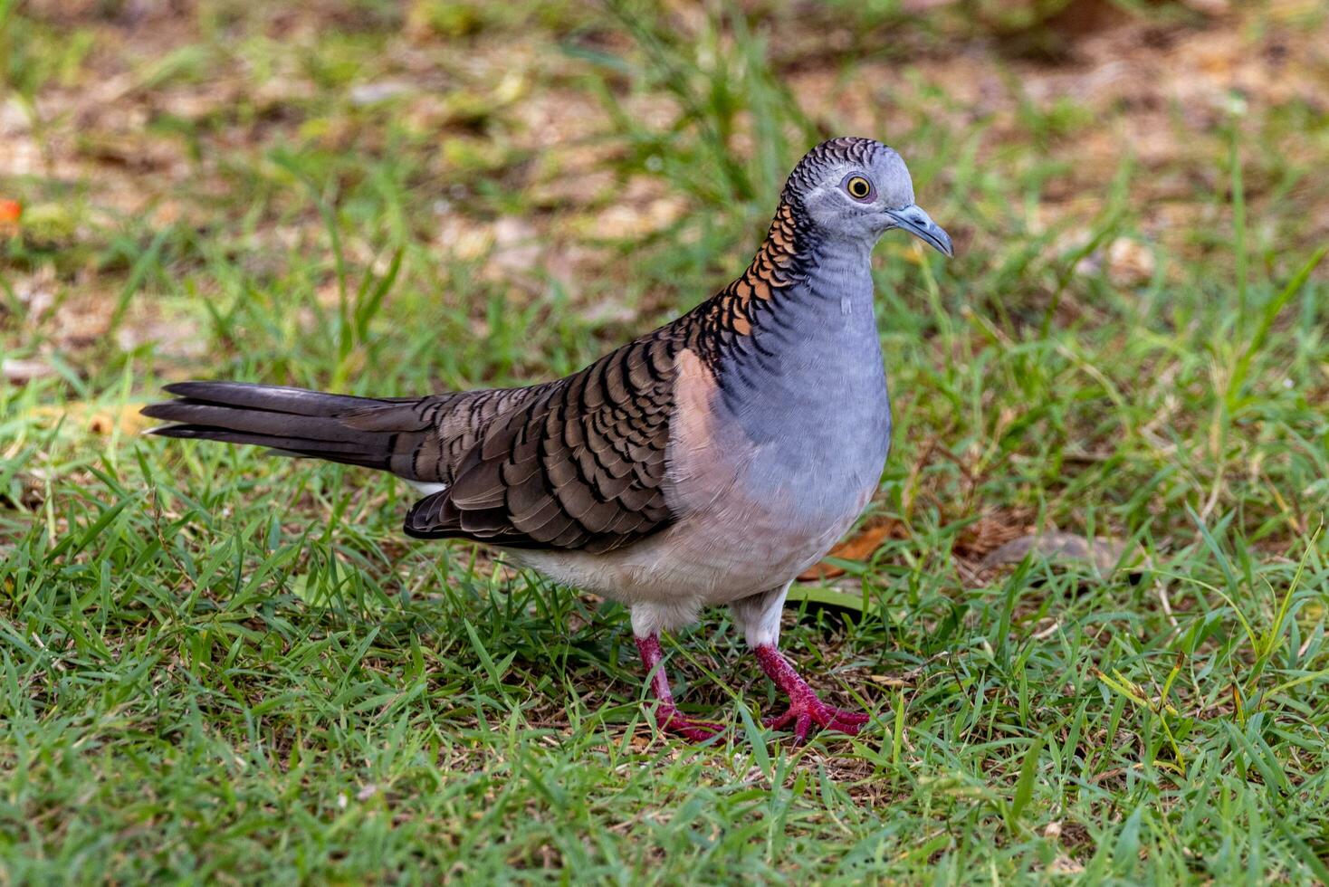 Bar-shouldered Dove in Australia photo