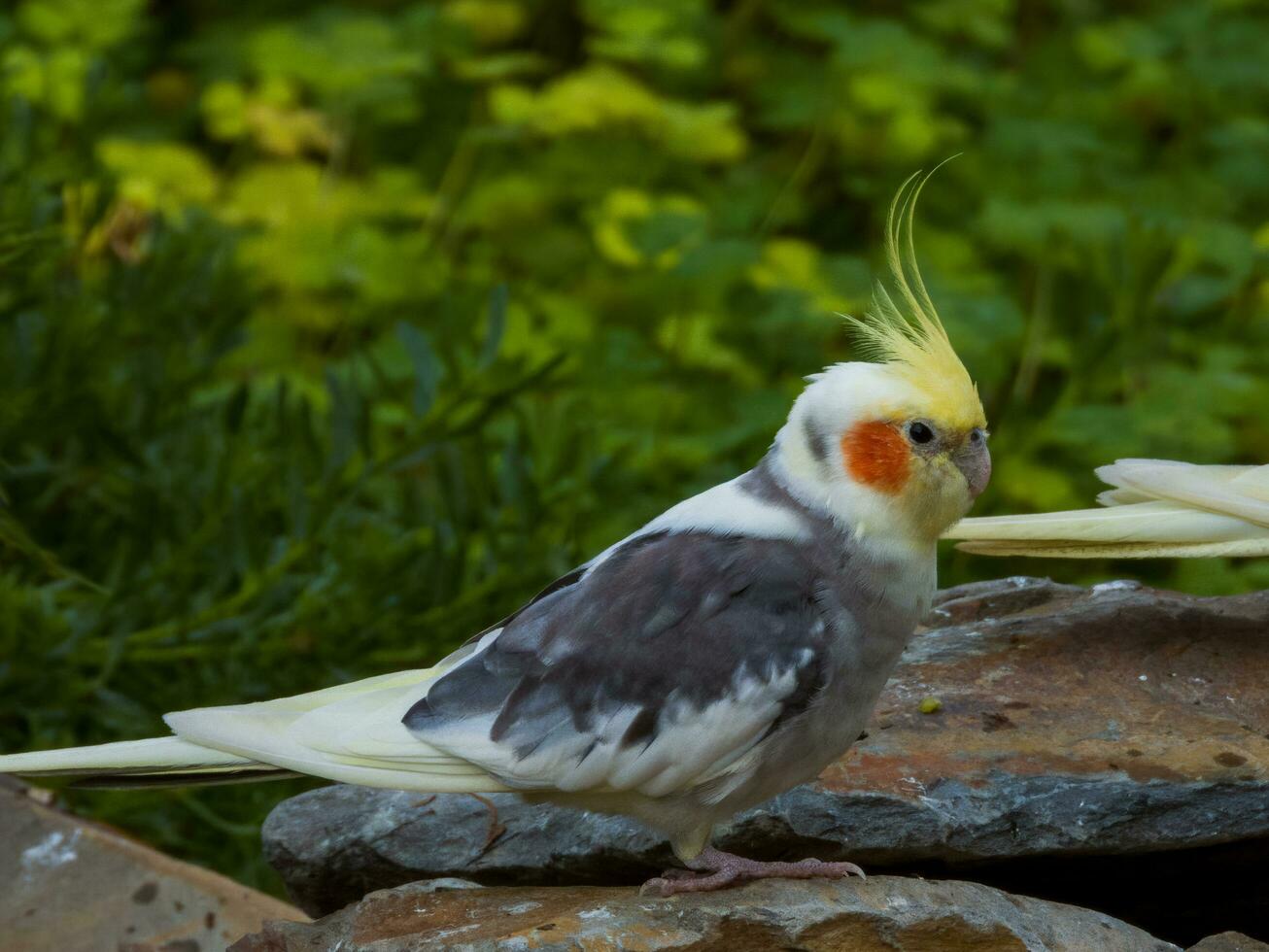 Cockatiel in Australia photo