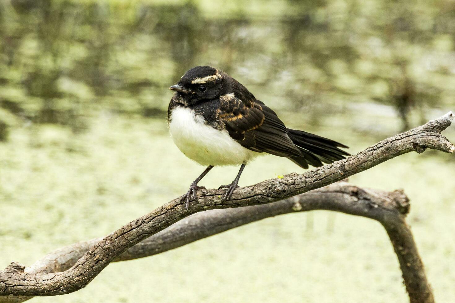 Willy Wagtail in Australia photo