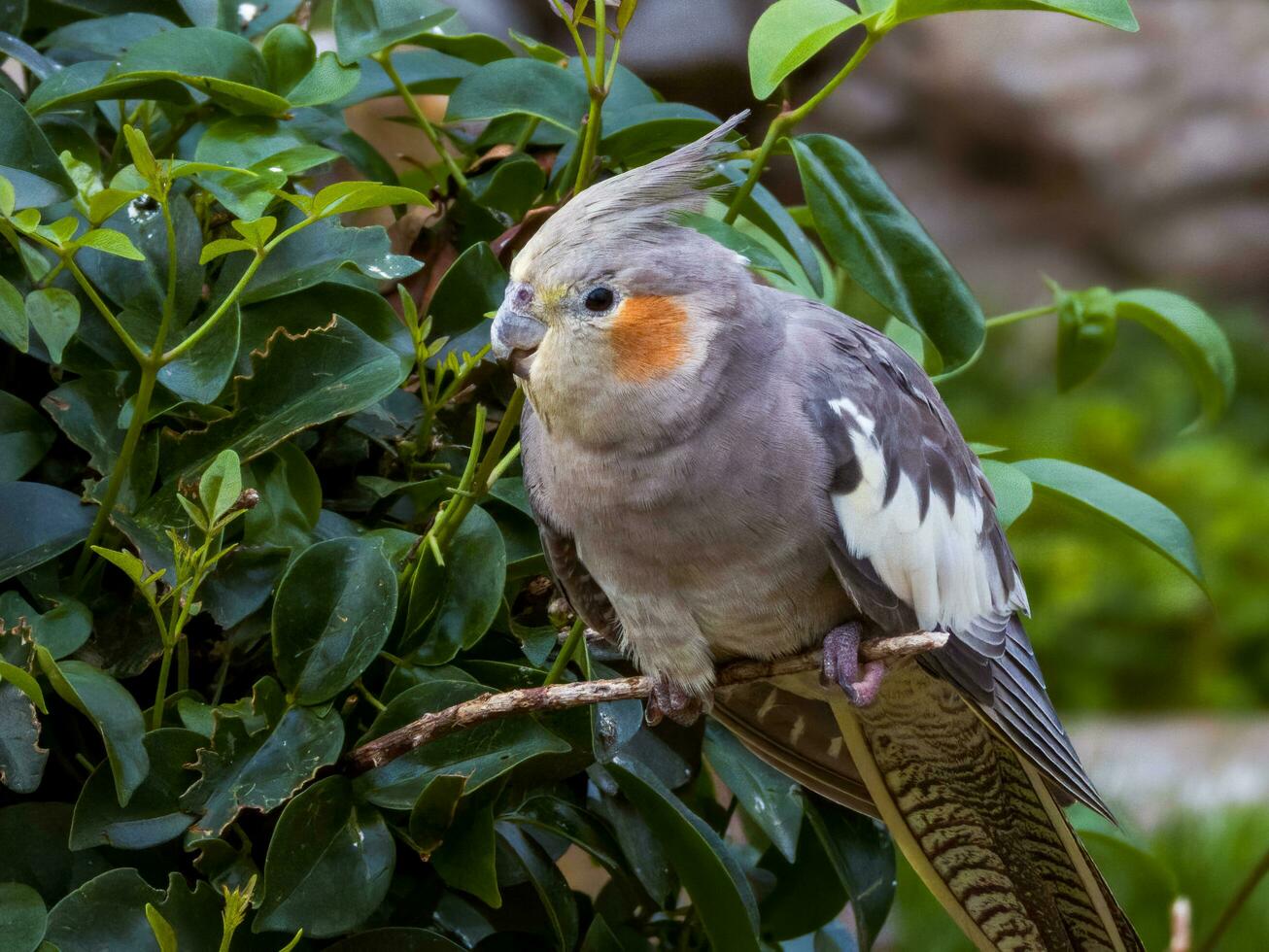 cacatúa en Australia foto