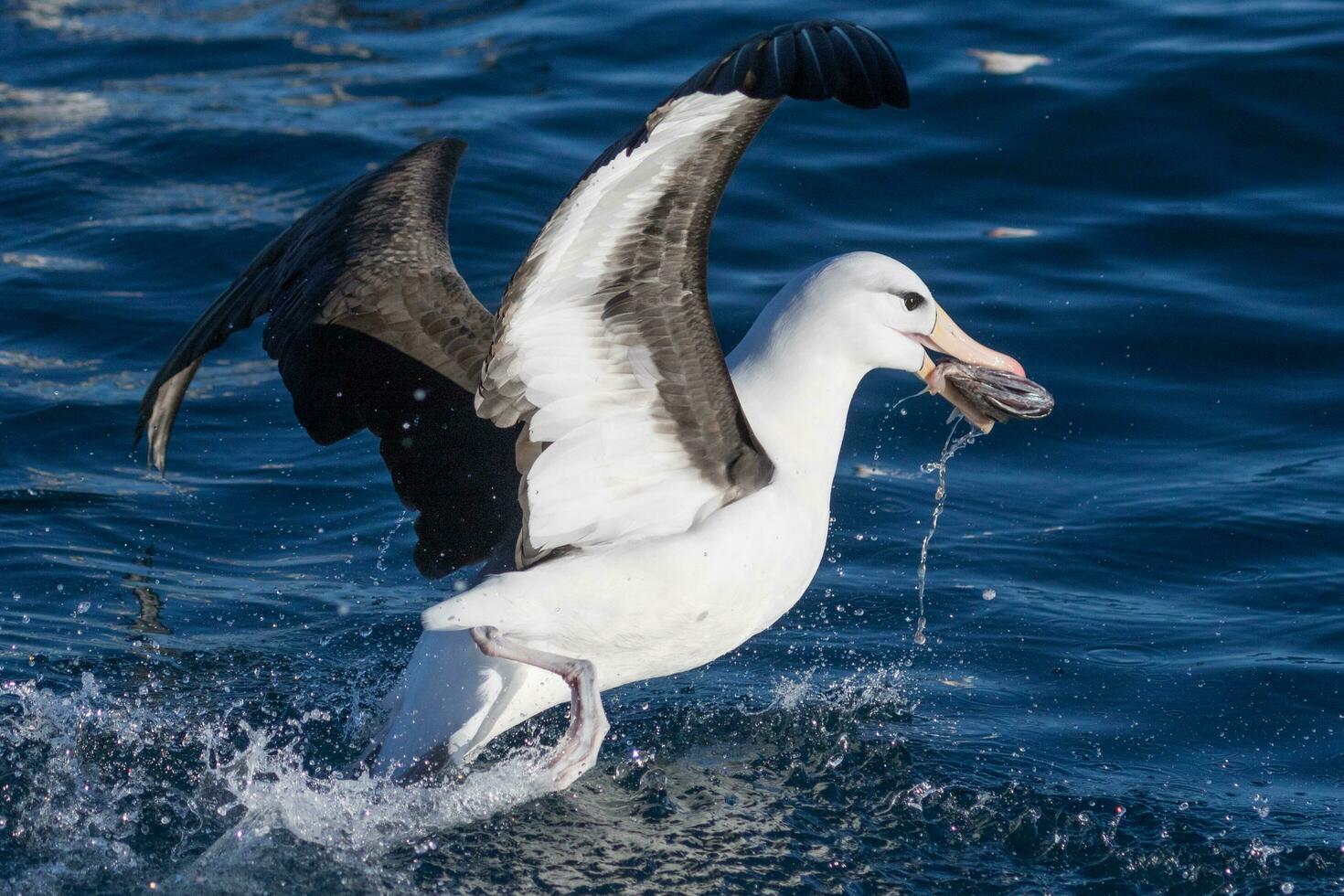 Black-browed Albatross in Australasia photo