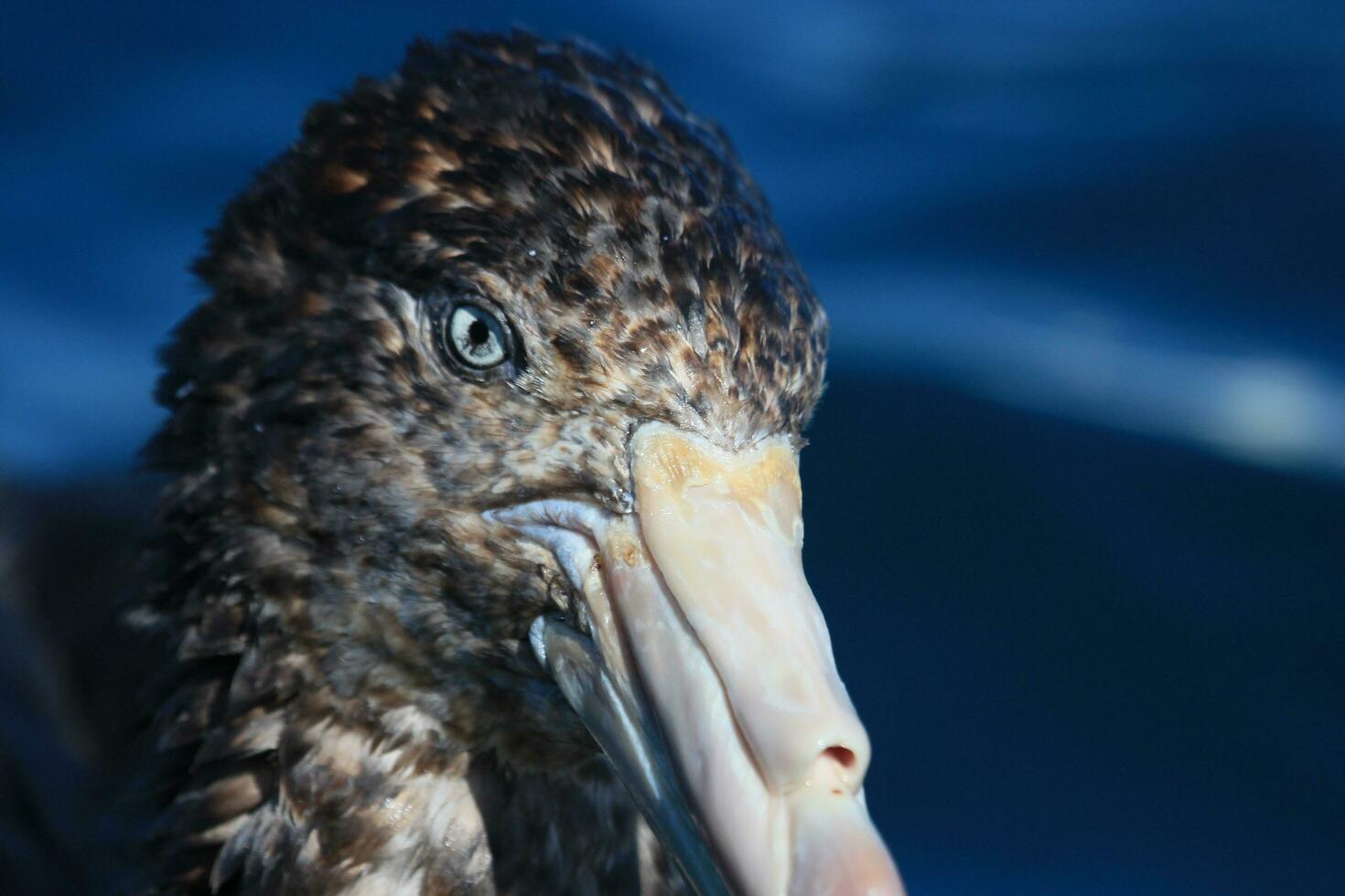Northern Giant Petrel photo