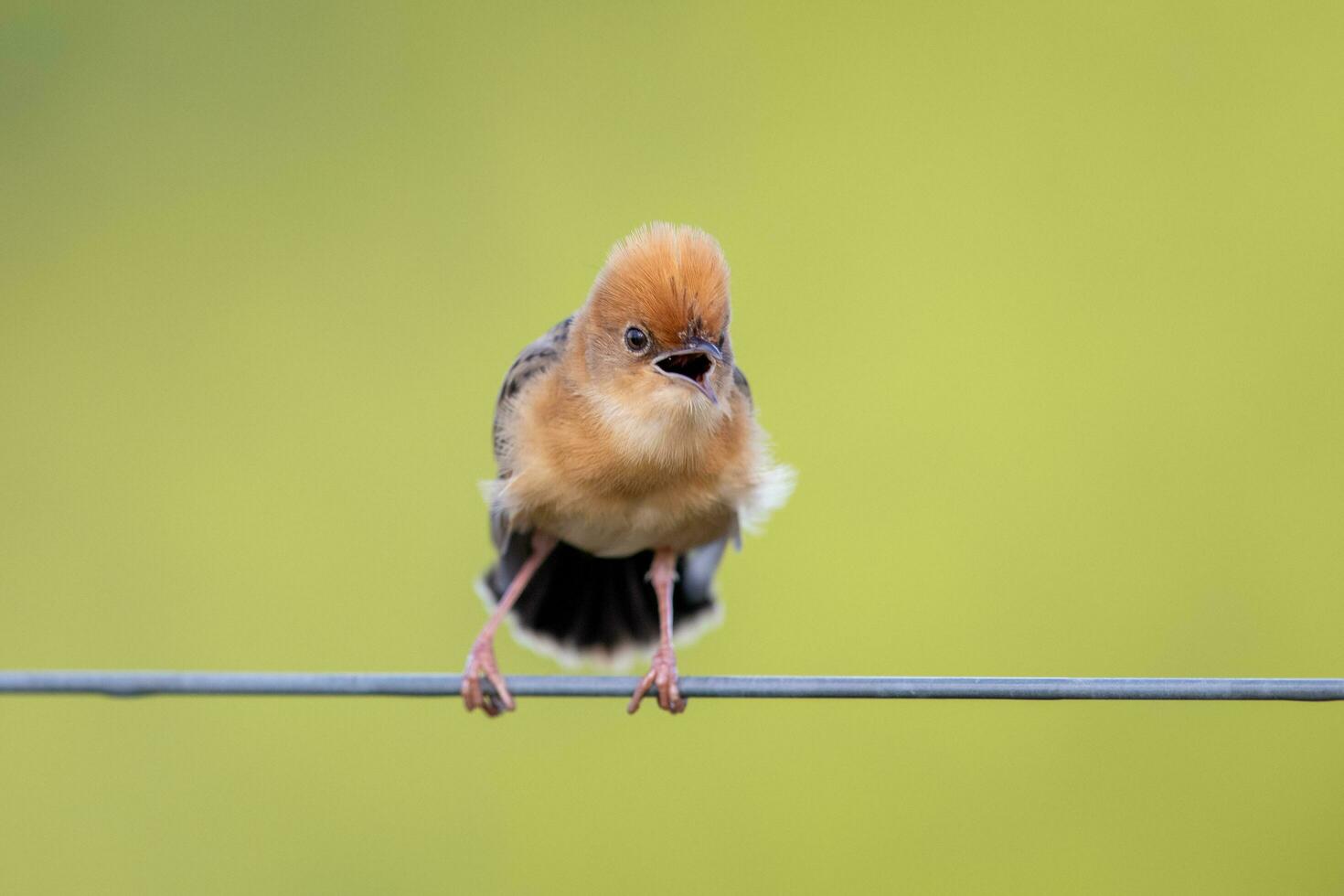 Golden-headed Cisticola in Australia photo