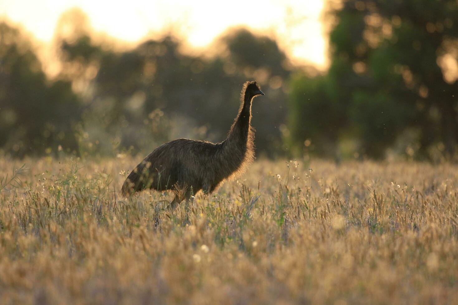 emú endémico pájaro de Australia foto