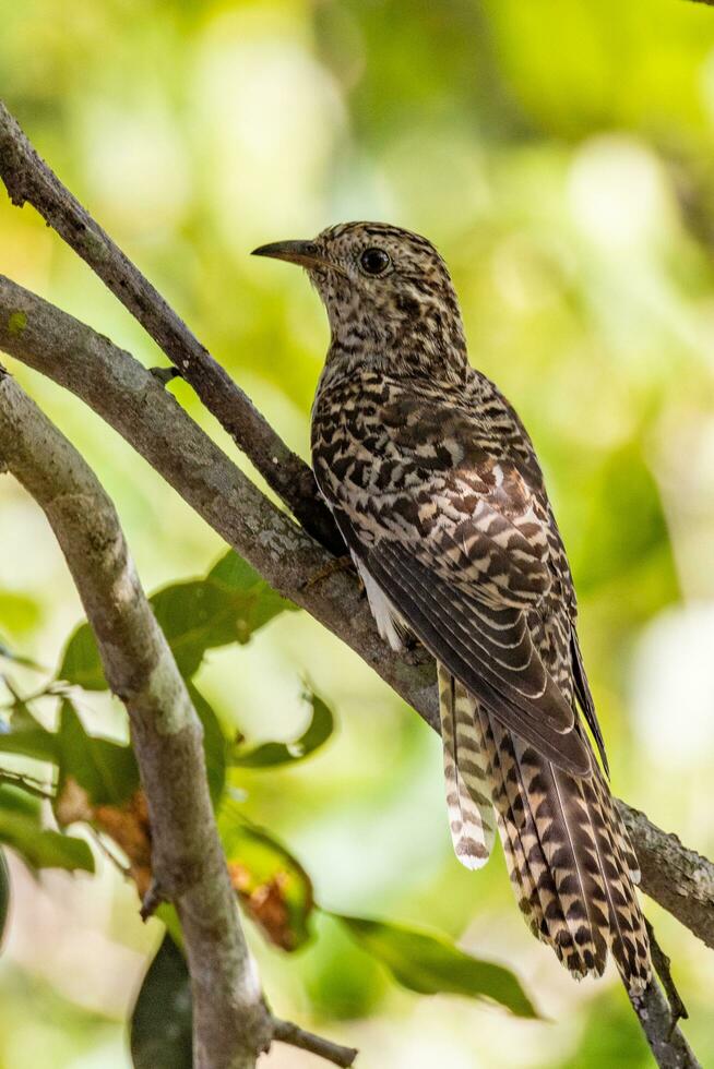 Brush Cuckoo in Australia photo