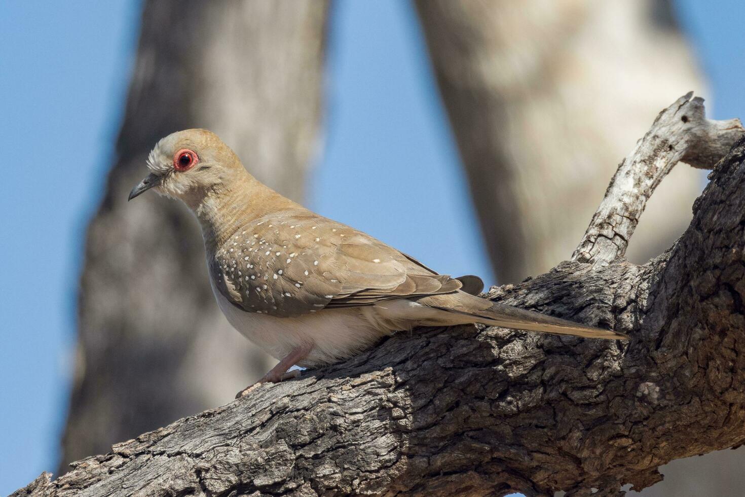 Diamond Dove in Australia photo