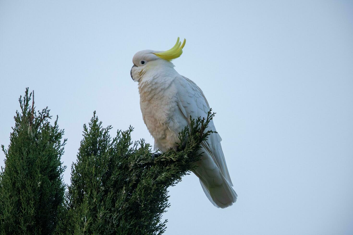 Sulphur-crested Cockatoo in Australia photo