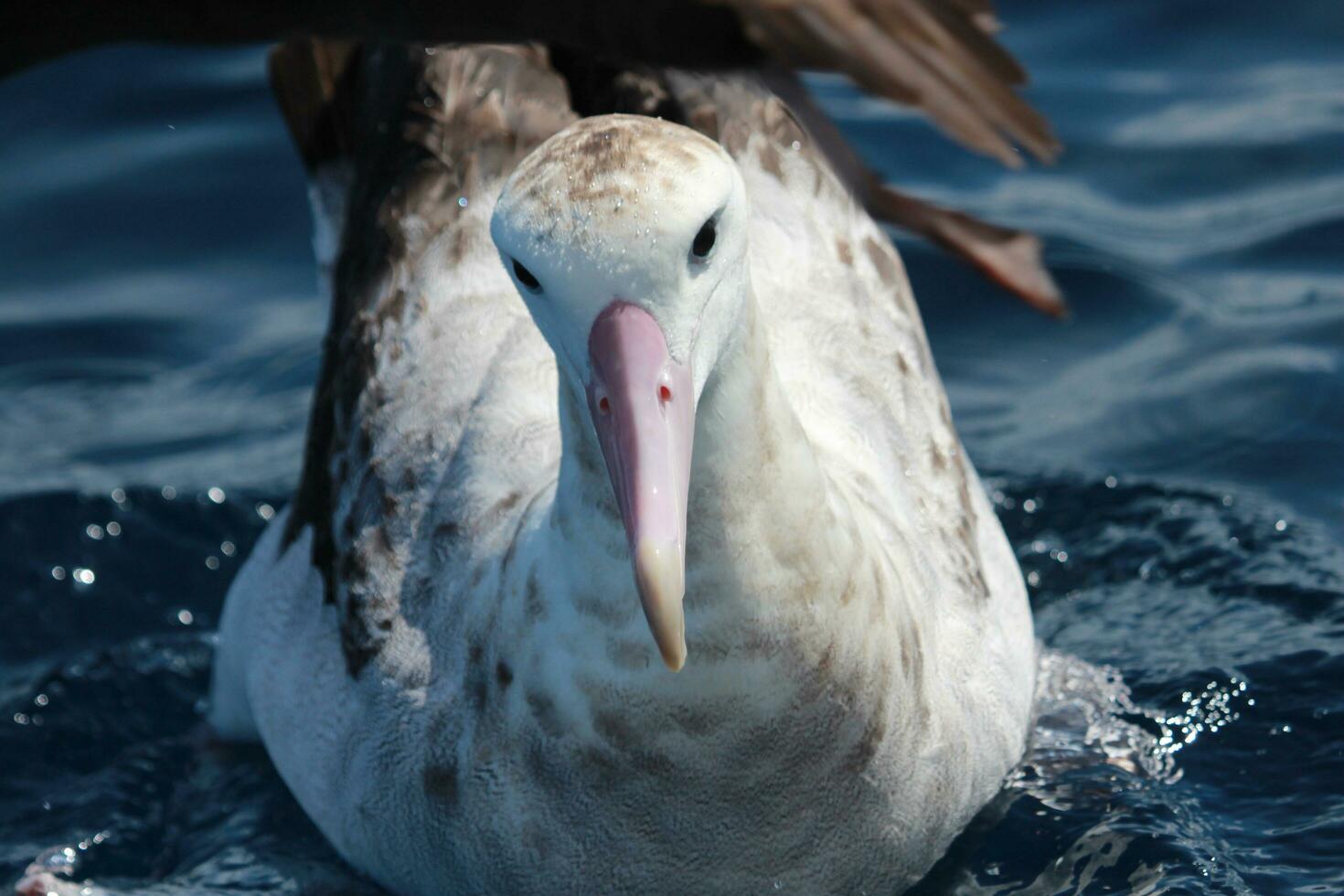 Antipodean Albatross in Australasia photo
