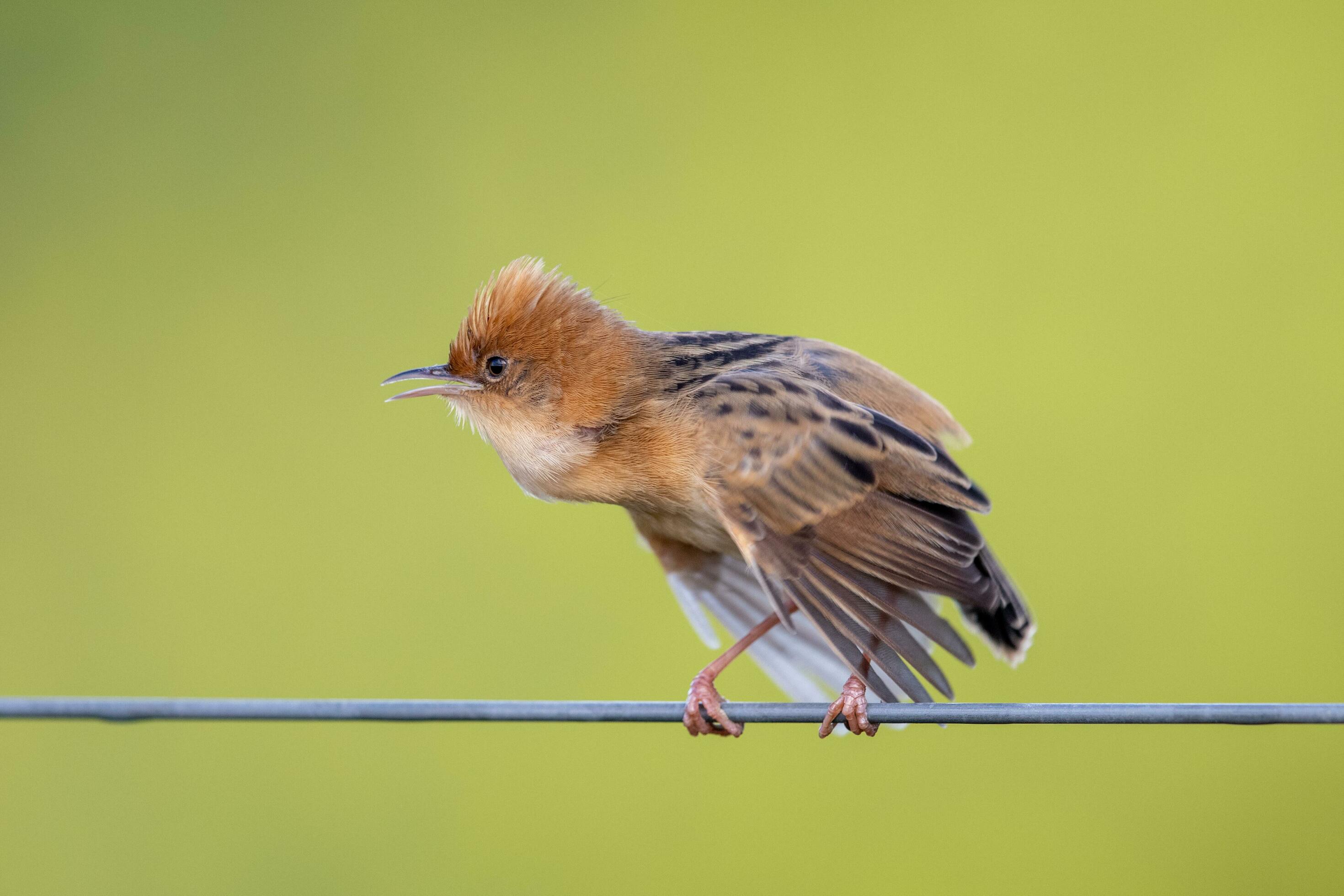 Goldenheaded Cisticola in Australia 24737514 Stock Photo at Vecteezy