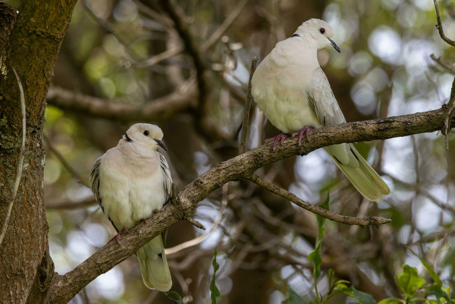 African Collared Dove photo