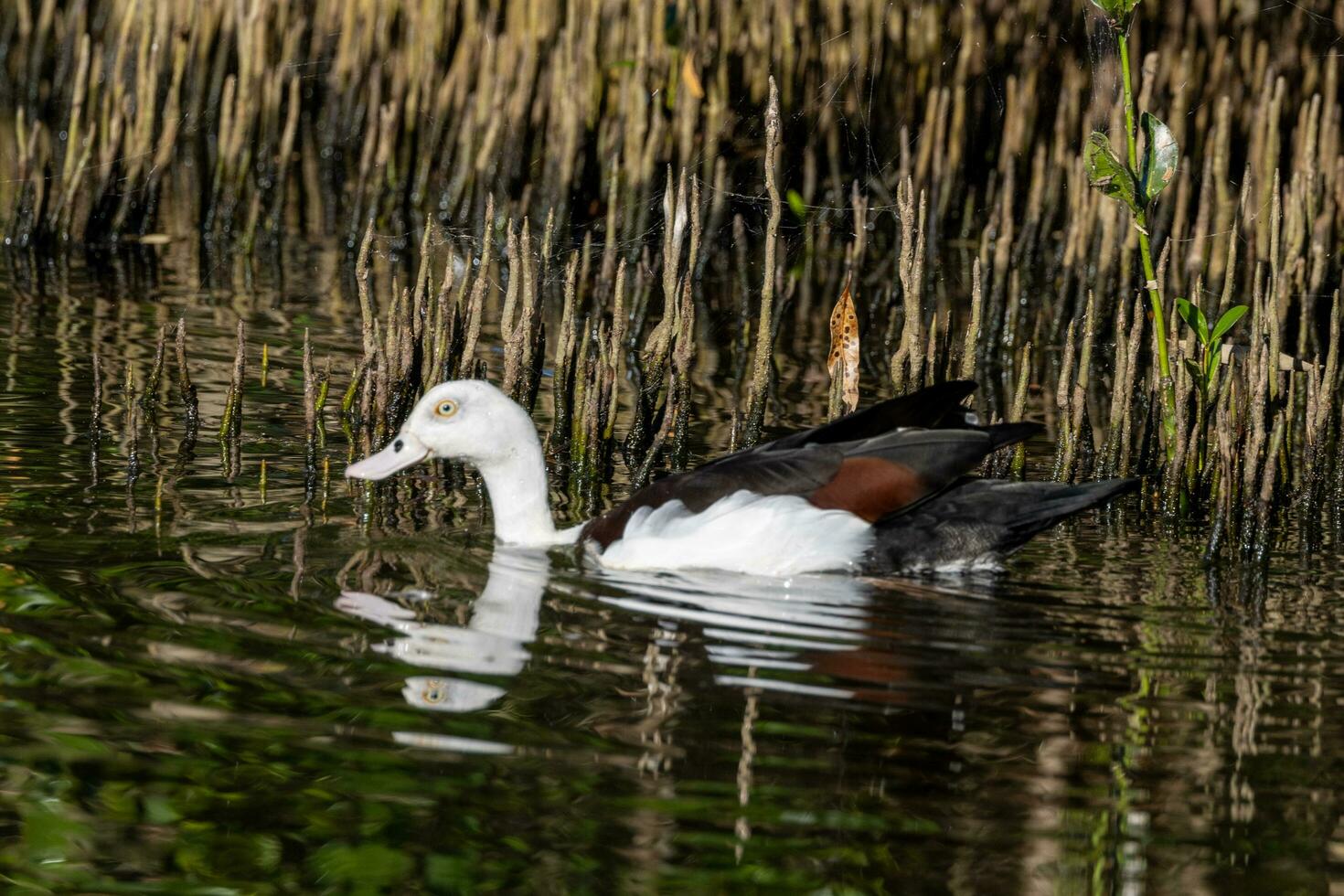 Radjah Shelduck in Australia photo