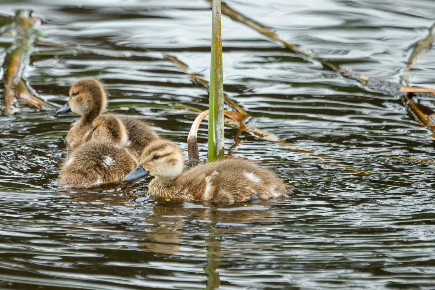 Grey Teal in Australasia photo
