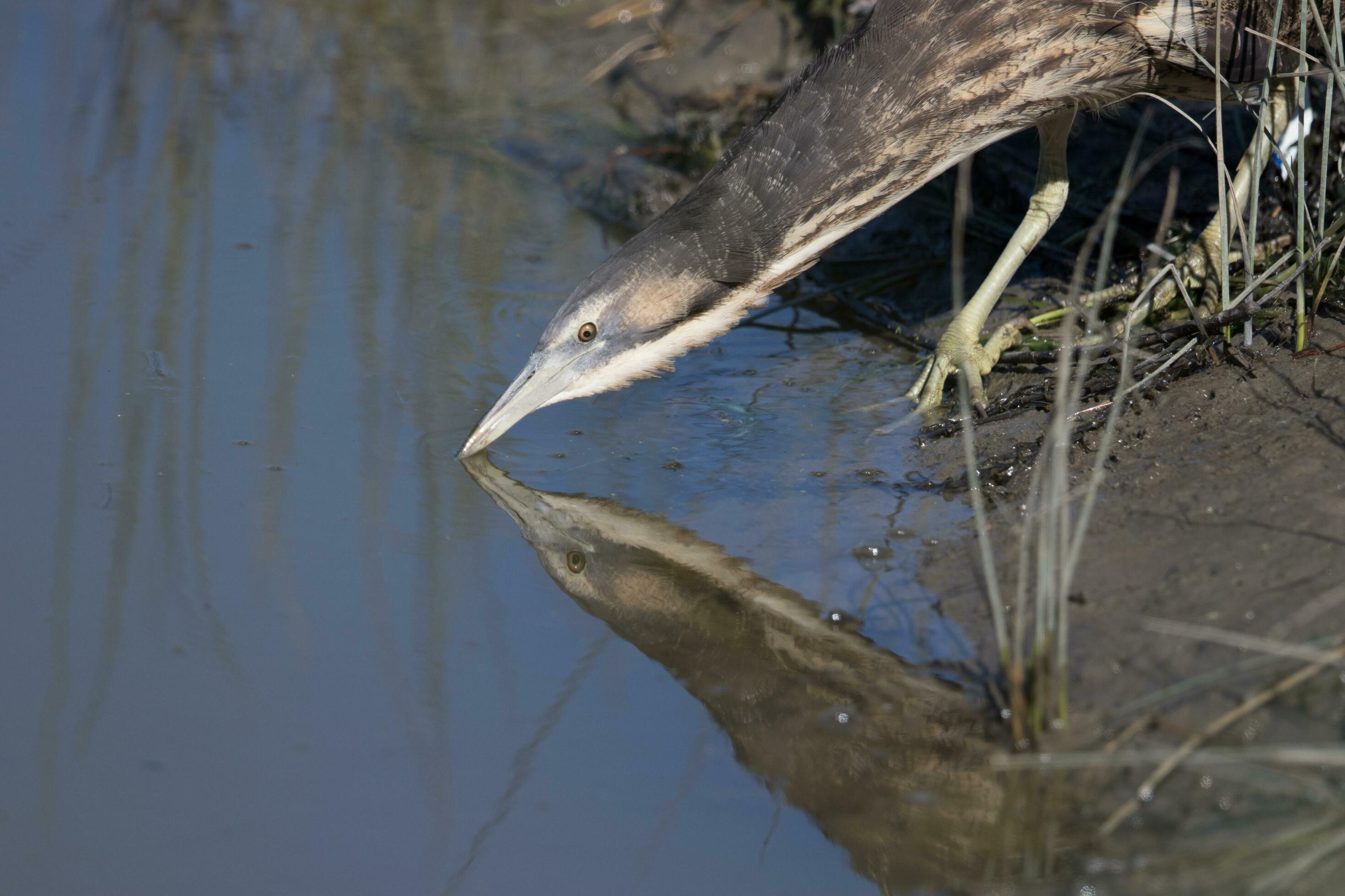 Australasian Bittern in New Zealand 24737552 Stock Photo at Vecteezy