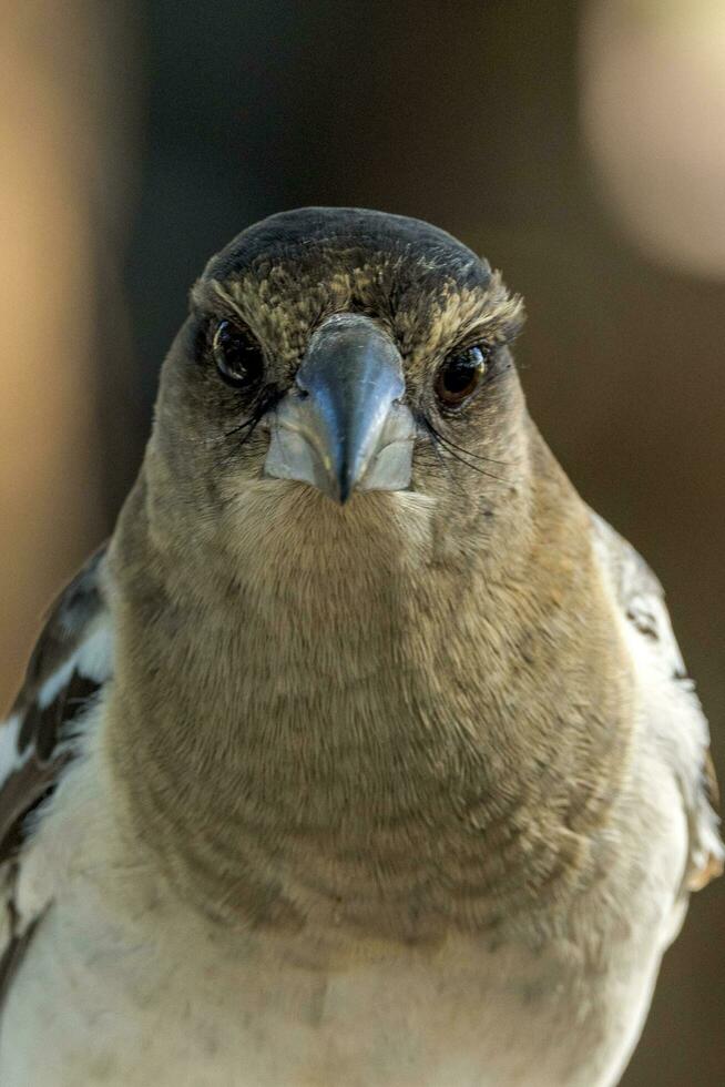 de varios colores pájaro carnicero en Australia foto