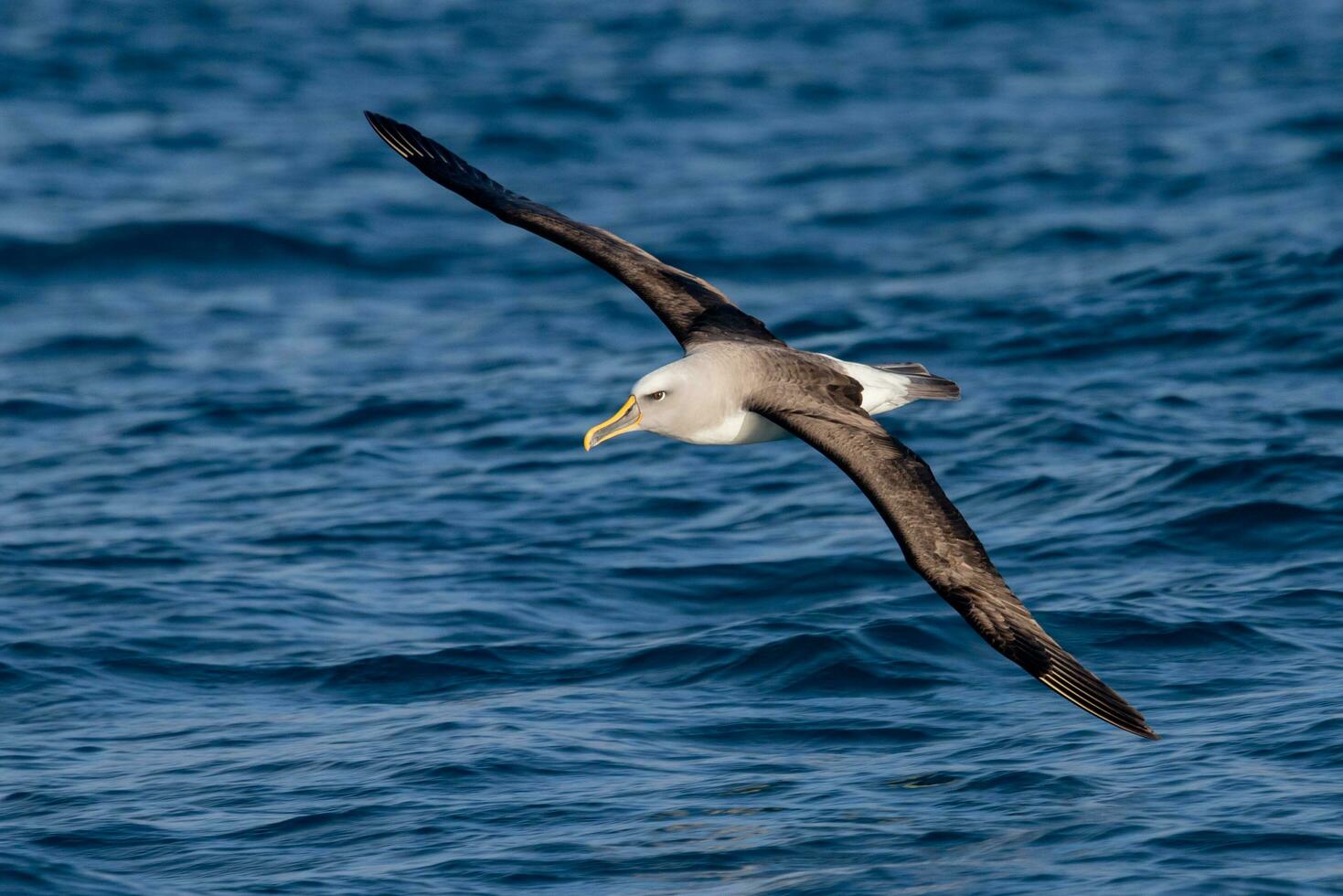 Buller's Mollymawk in New Zealand photo