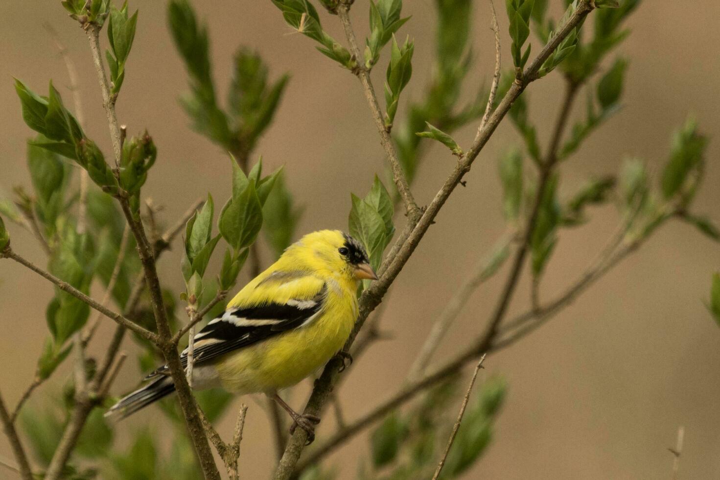 American Goldfinch in USA photo