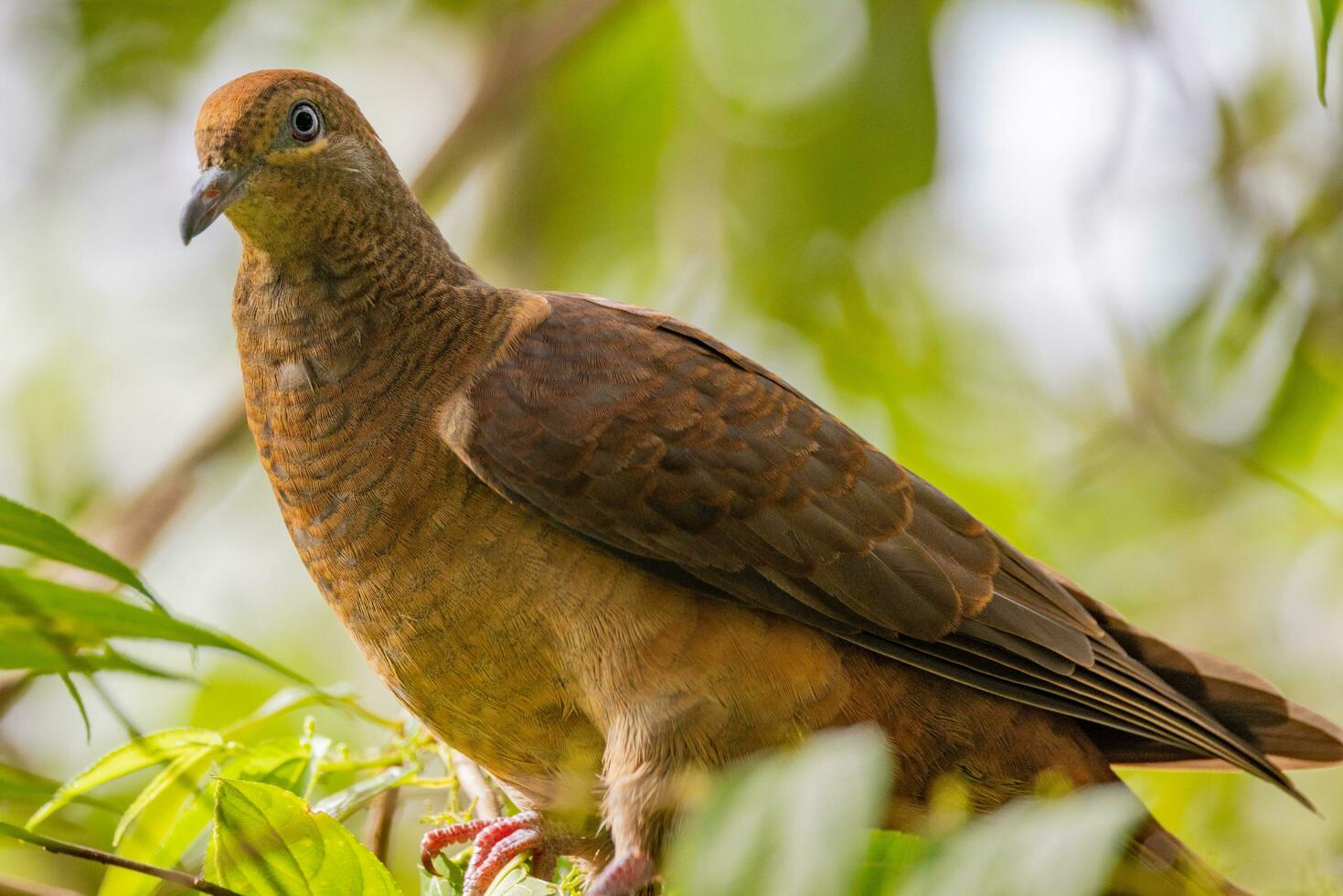 Brown Cuckoo-Dove in Australia photo