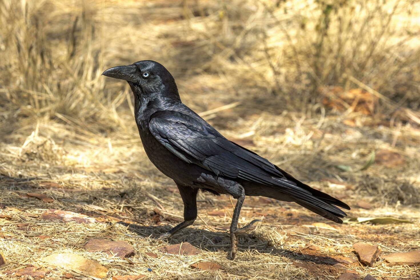 Torresian Crow in Australia photo